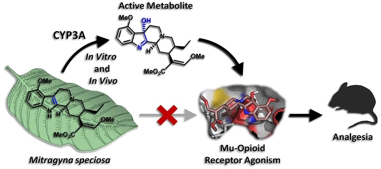 7-Hydroxymitragynine Is an Active Metabolite of Mitragynine and a Key Mediator of Its Analgesic Effects