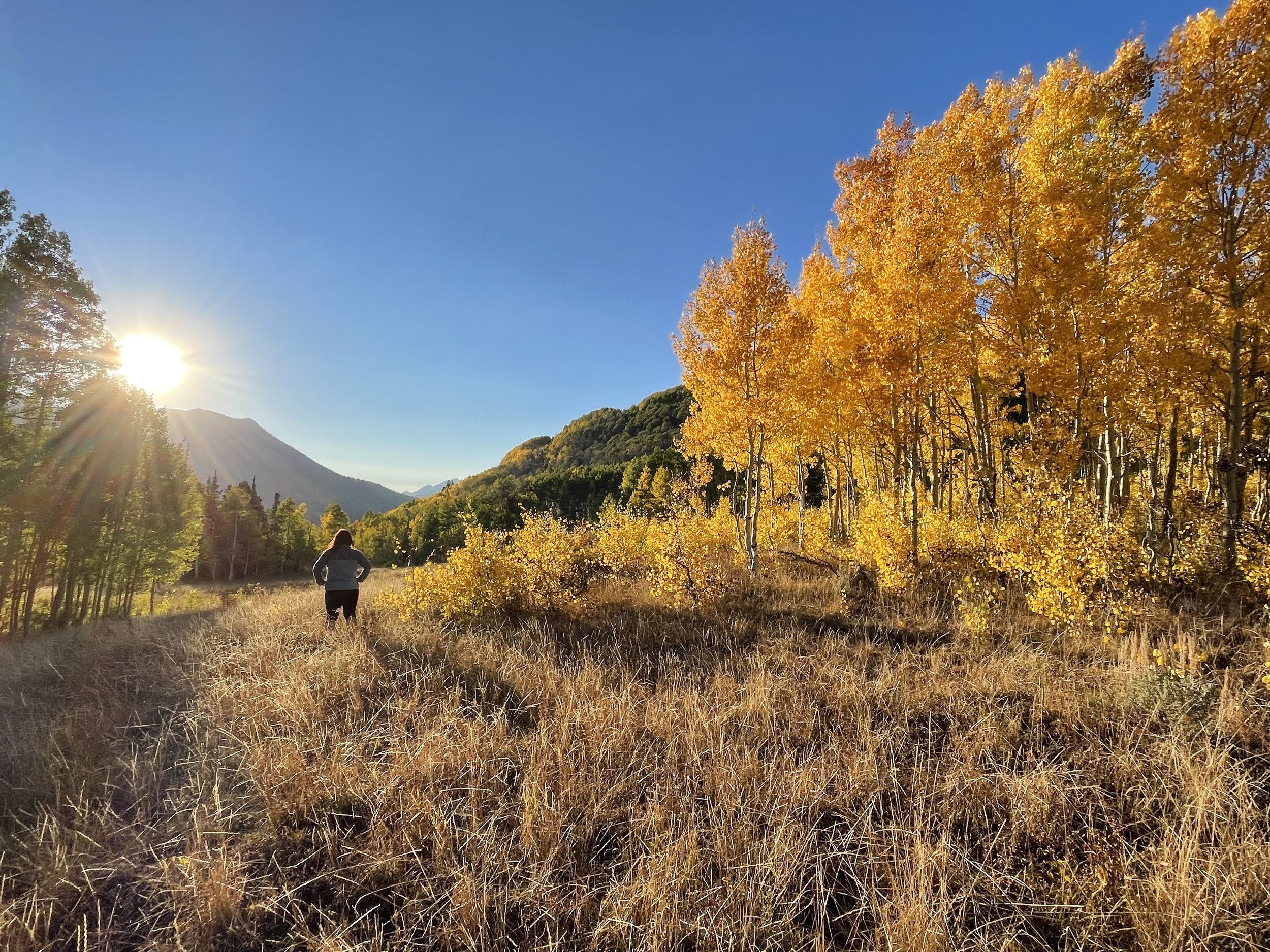 A person walking in a grassy field surrounded by yellow autumn trees with mountains in the distance under a clear blue sky, sunlight shining from the left.