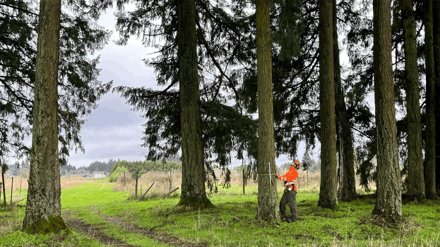 Arborist inspecting mature Douglas firs for tree taper, presence of fungi, canopy quality, and size