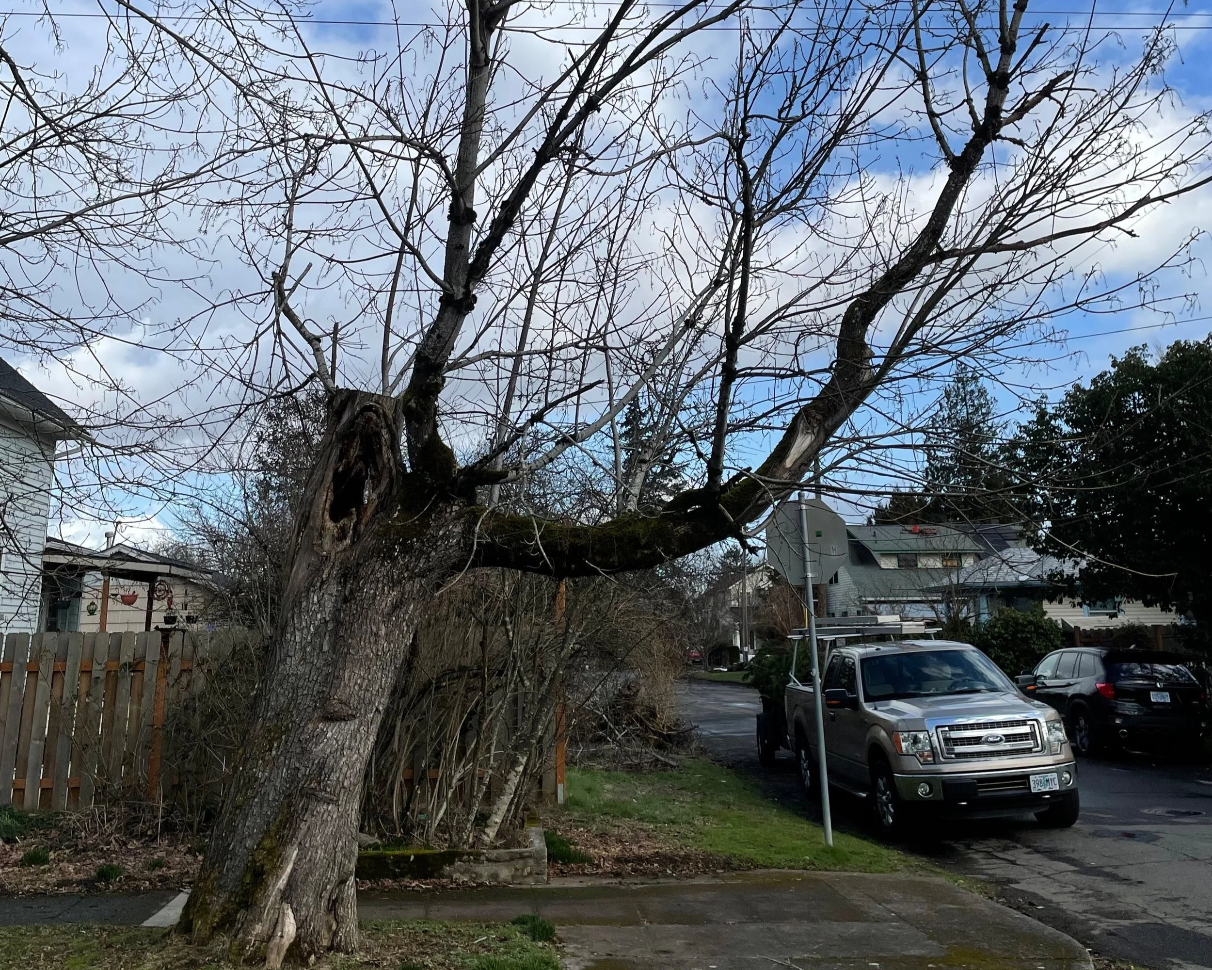 Aging big leaf maple street tree with large trunk cavities is retained for habitat and canopy value with significant crown reduction and monitoring.