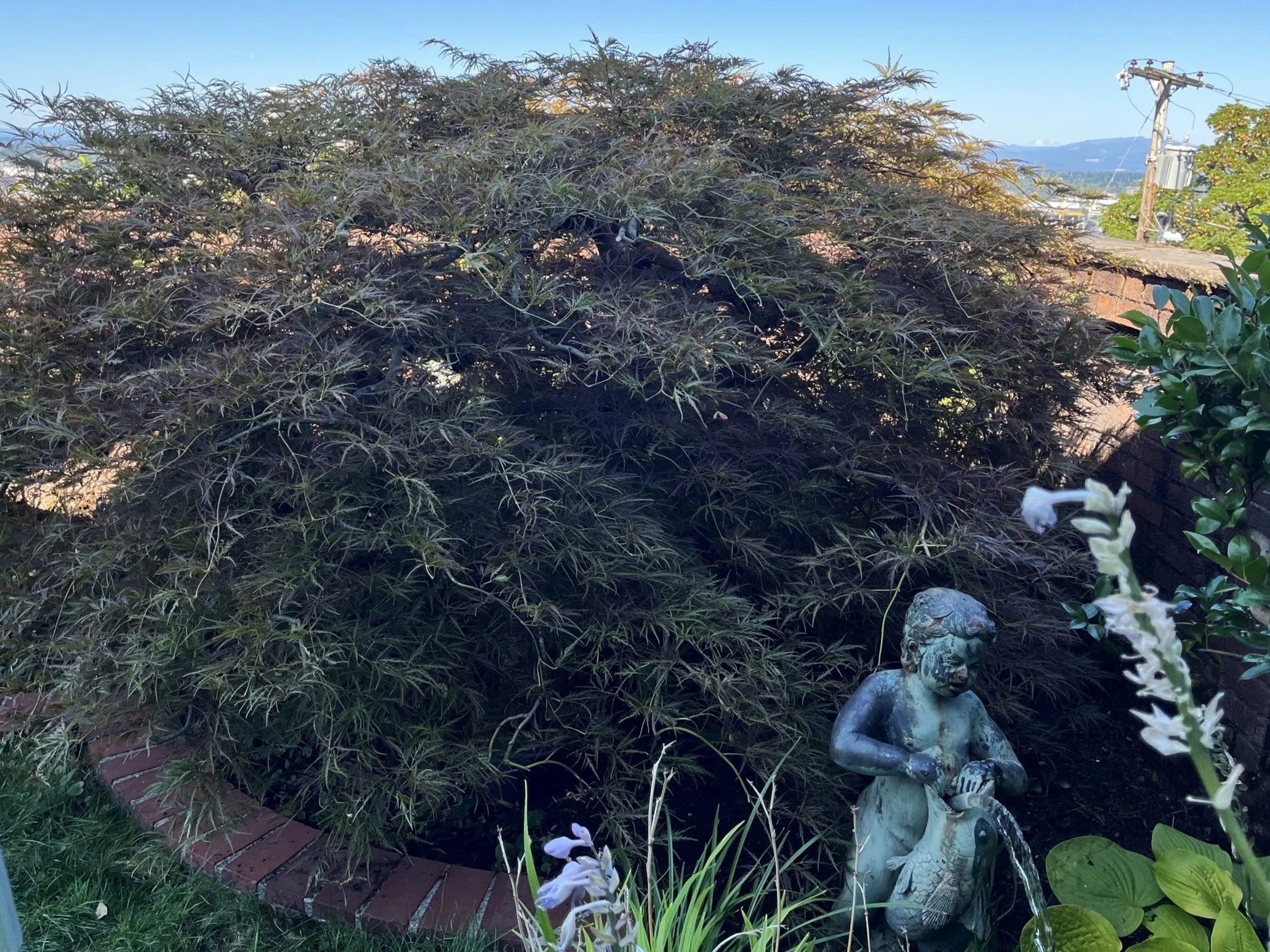 Laceleaf Japanese maple after pruning to create porosity, movement and tiered shape while maintaining foliage and shade for tree health.
