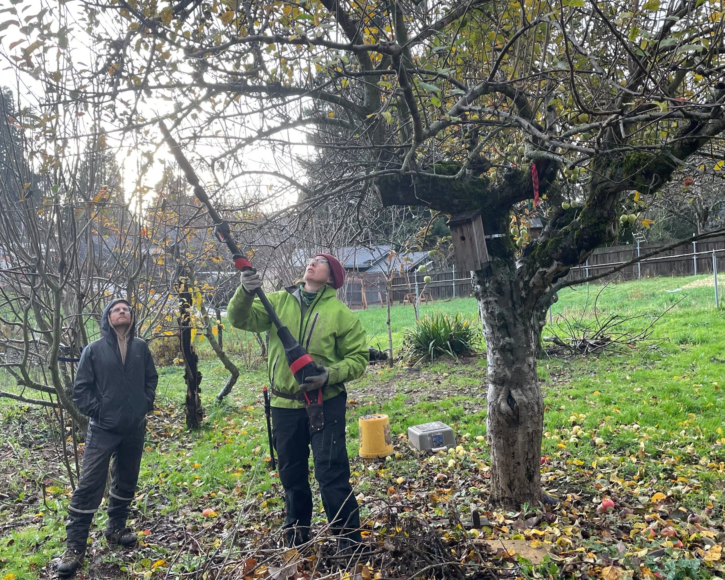 Arborist with green hi-visibility raincoat using tool as a pointer stick to describe possible pruning cuts to a client