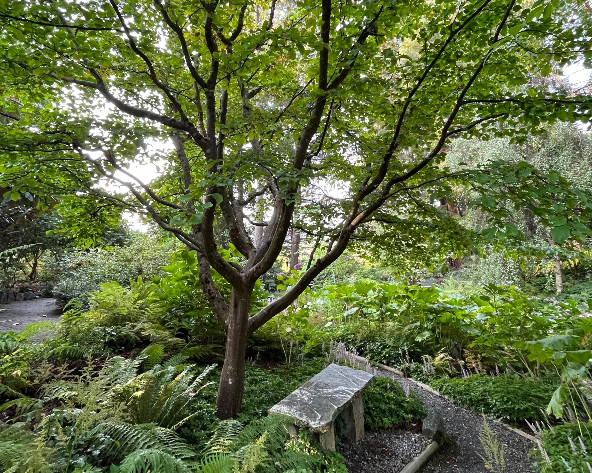 New gardeners often need help identifying trees and shrubs in their landscape, monitoring and diagnosing disease and pest pressures, and managing ecosystem health from the ground up. We walk with clients to give them as much information as possible.