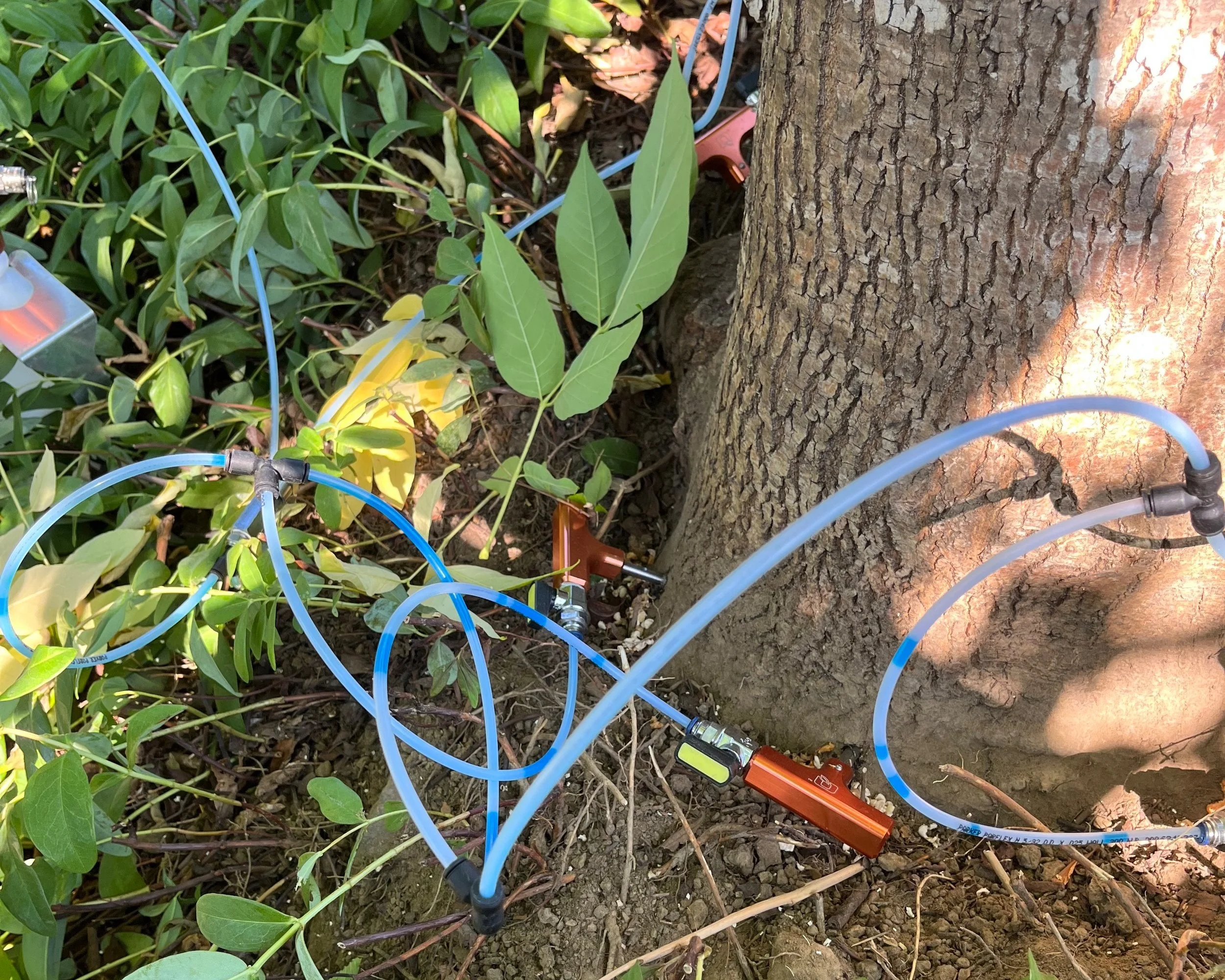To prevent Emerald ash borer infestation, we use tree injection equipment at base of trunk to inject systemic insecticide into ash tree chosen for retention by client