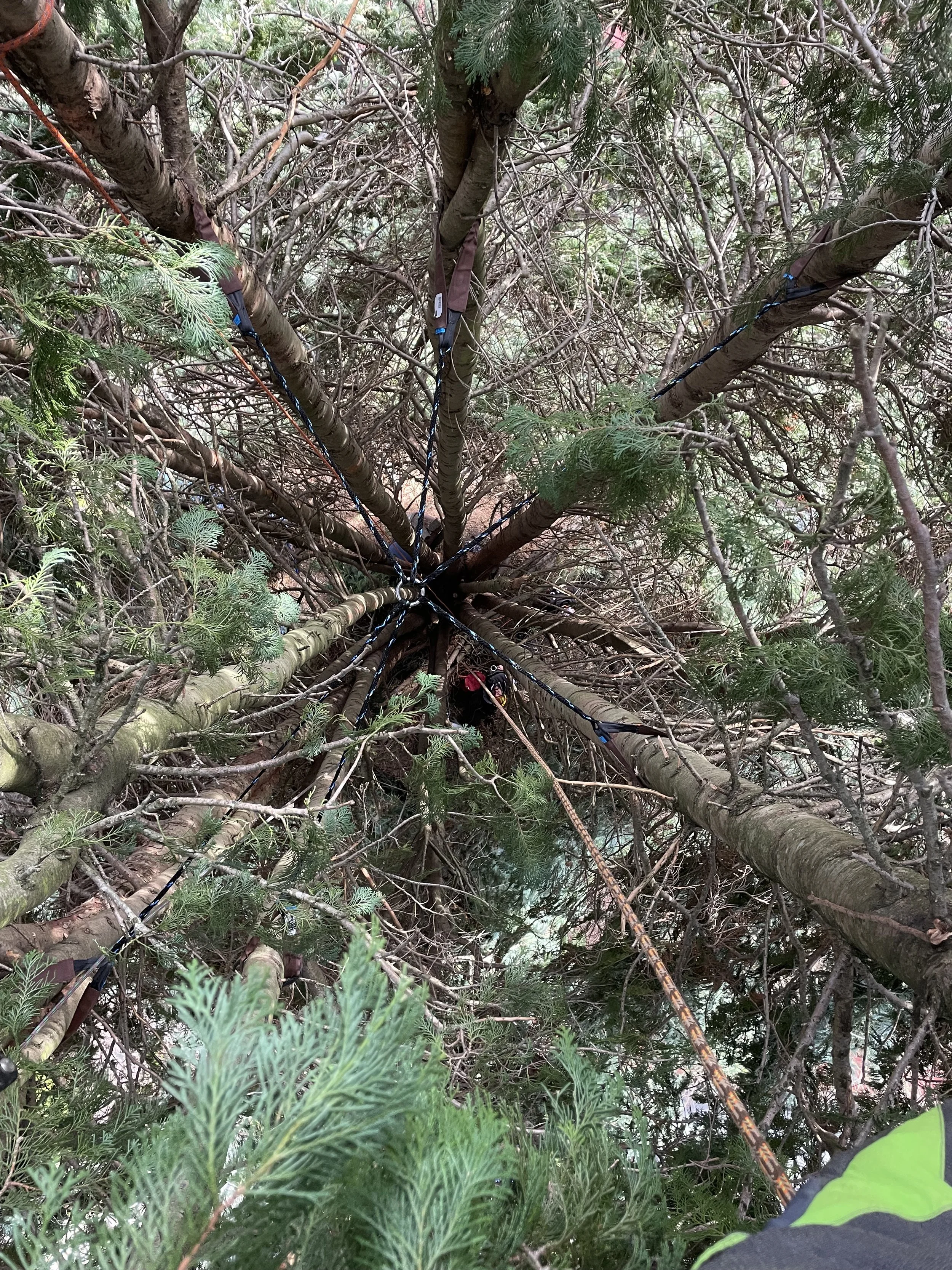 Overhead view of a hub and spokes style dynamic cable installed in a multi-trunked Western red cedar