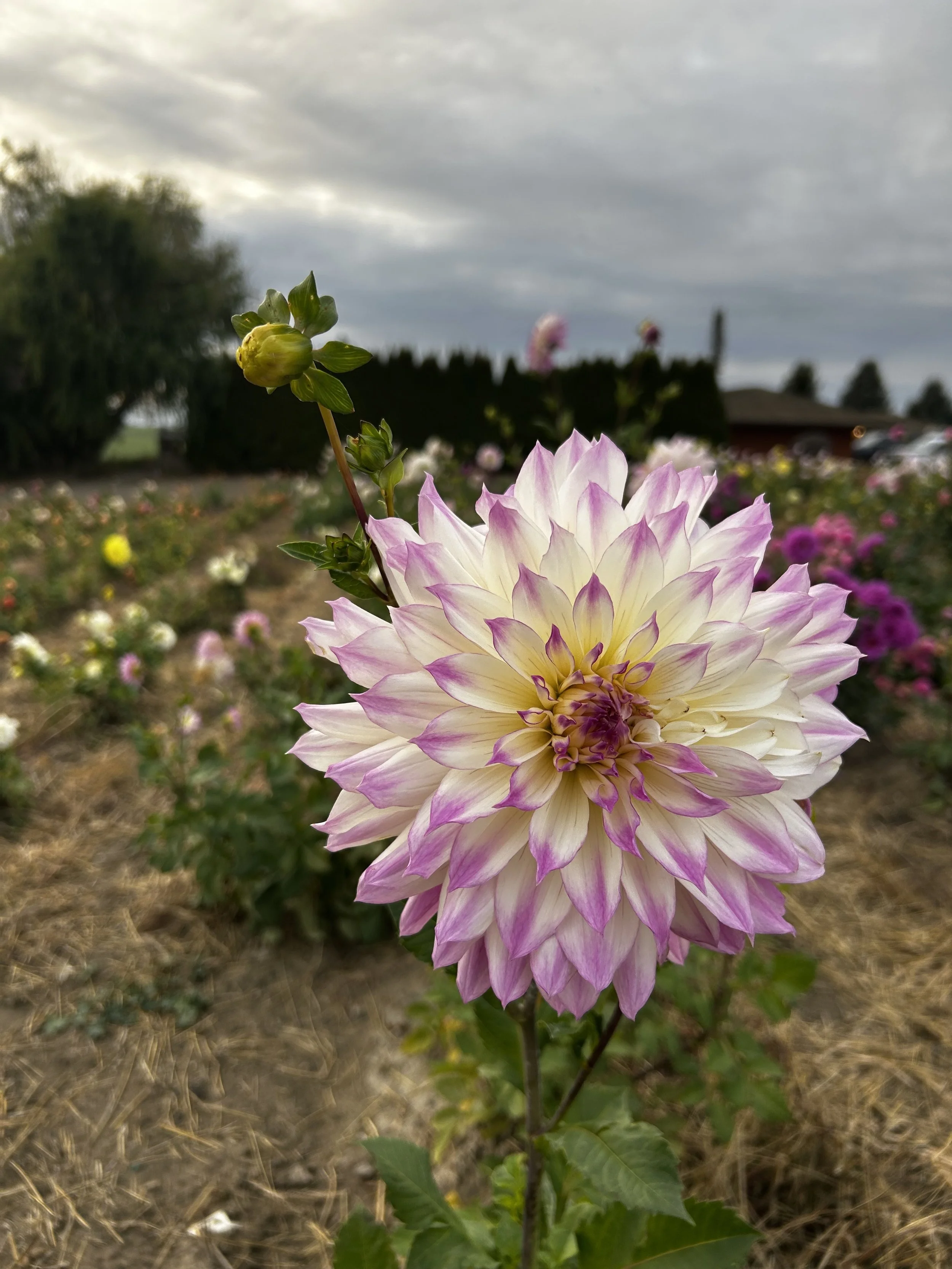 Ferncliffe Illusion.jpg