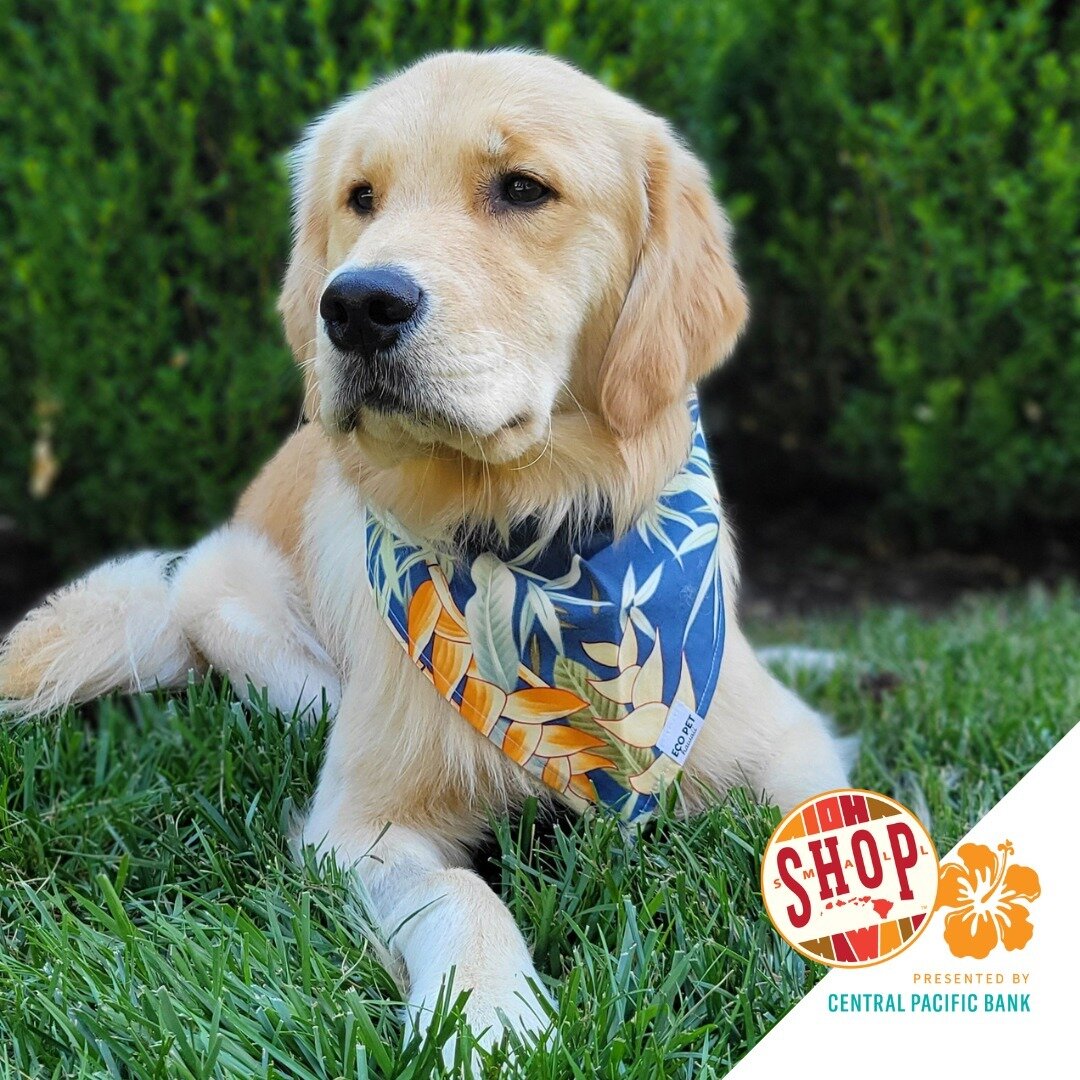 &ldquo;Eco Pet Hawaii is very much a pet-inspired brand but we also try to promote an eco-friendly lifestyle. We use all-natural ingredients, eco-friendly packaging, and materials. It&rsquo;s important to us to take care of our planet for our future 