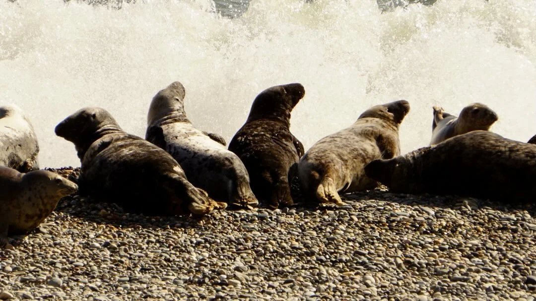 Lovely morning for a stroll along the cliffs 🥰