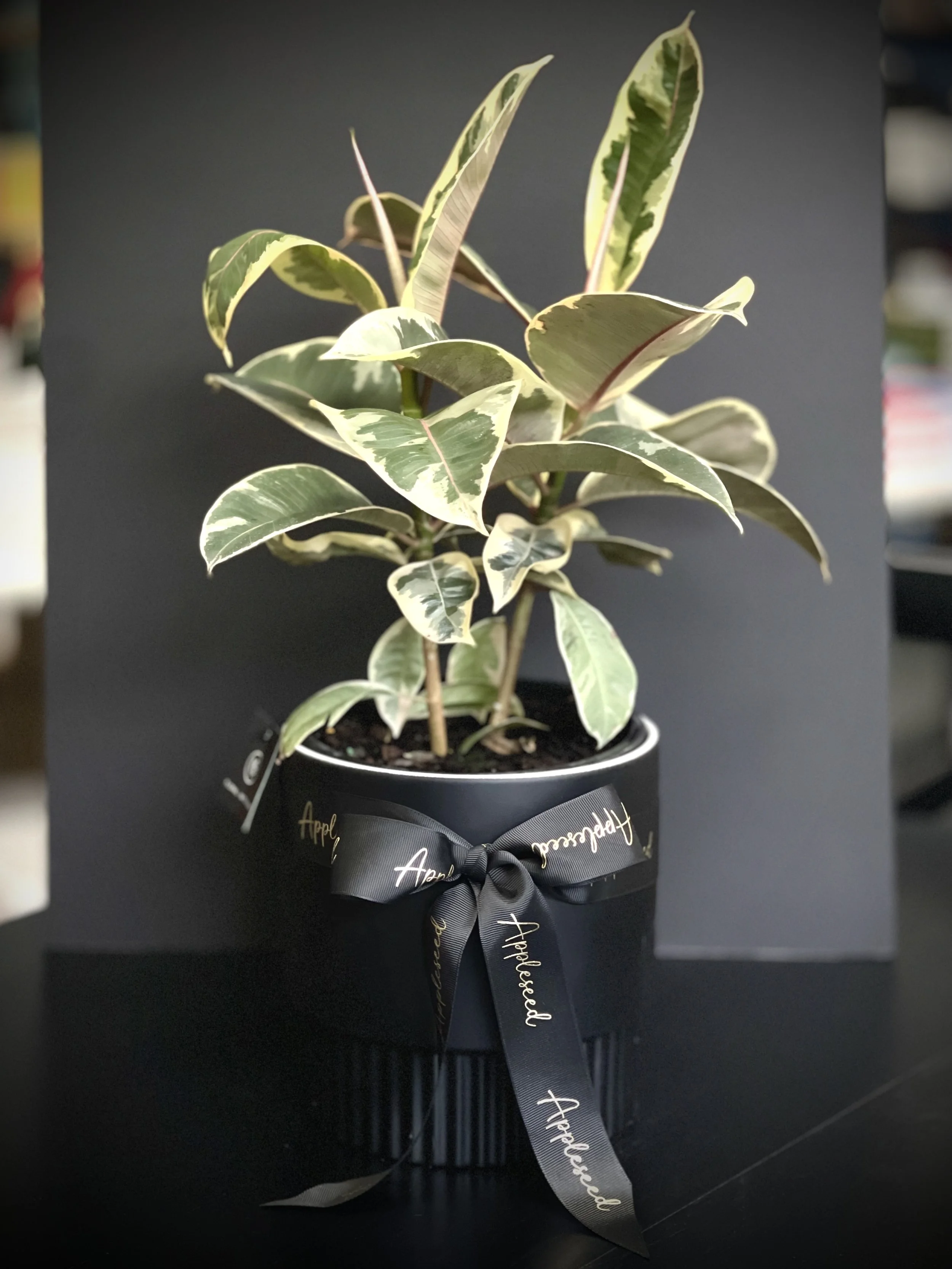 A Growing Gift 🍃