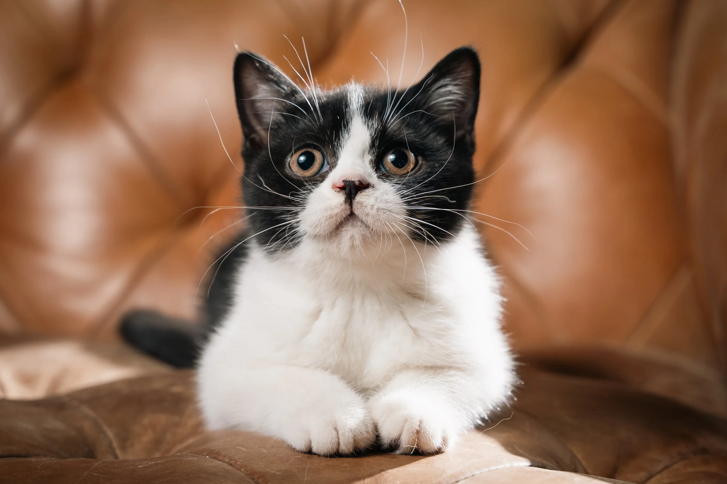 pet portrait cat brown chair.jpg