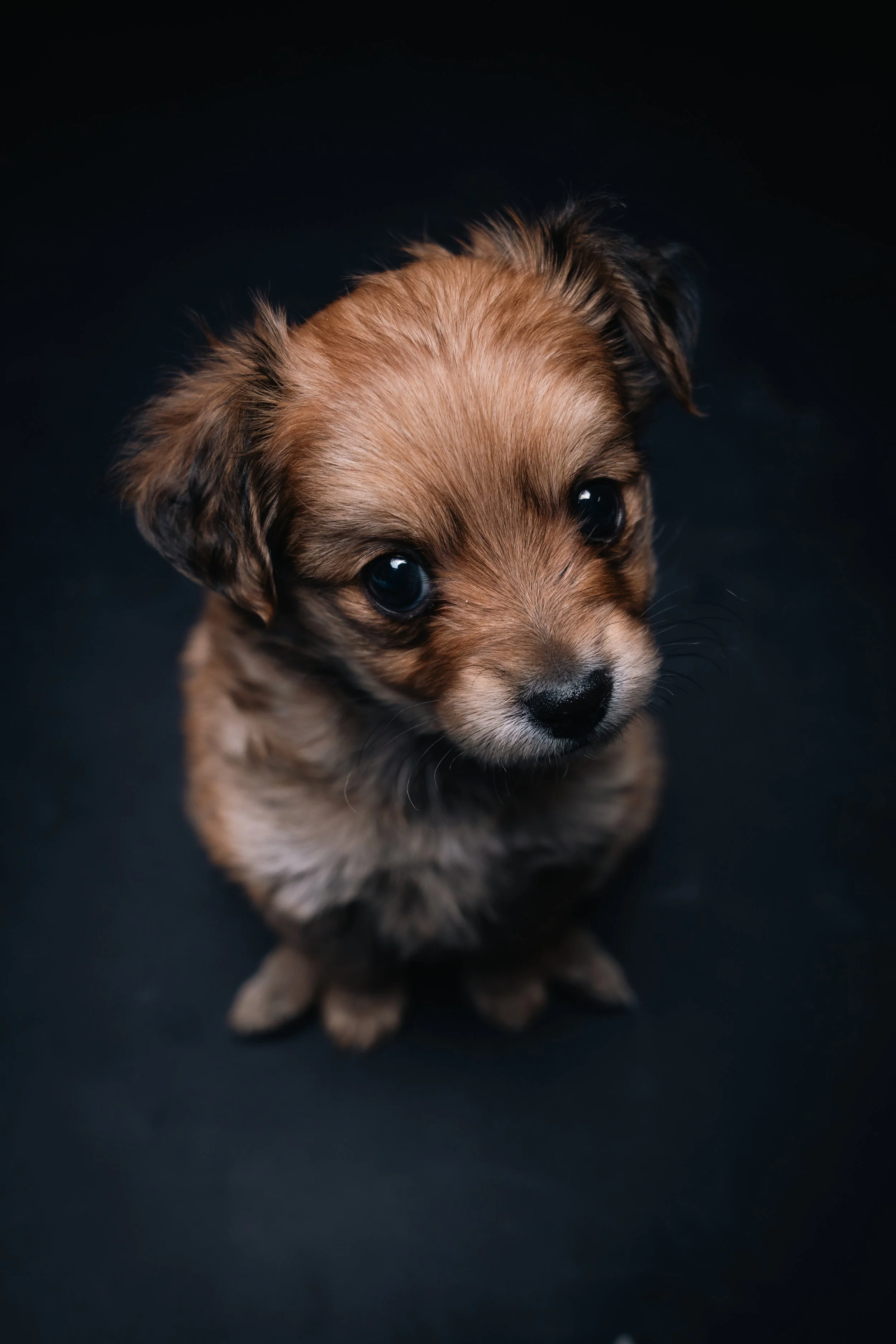 Pet portrait puppy.jpg