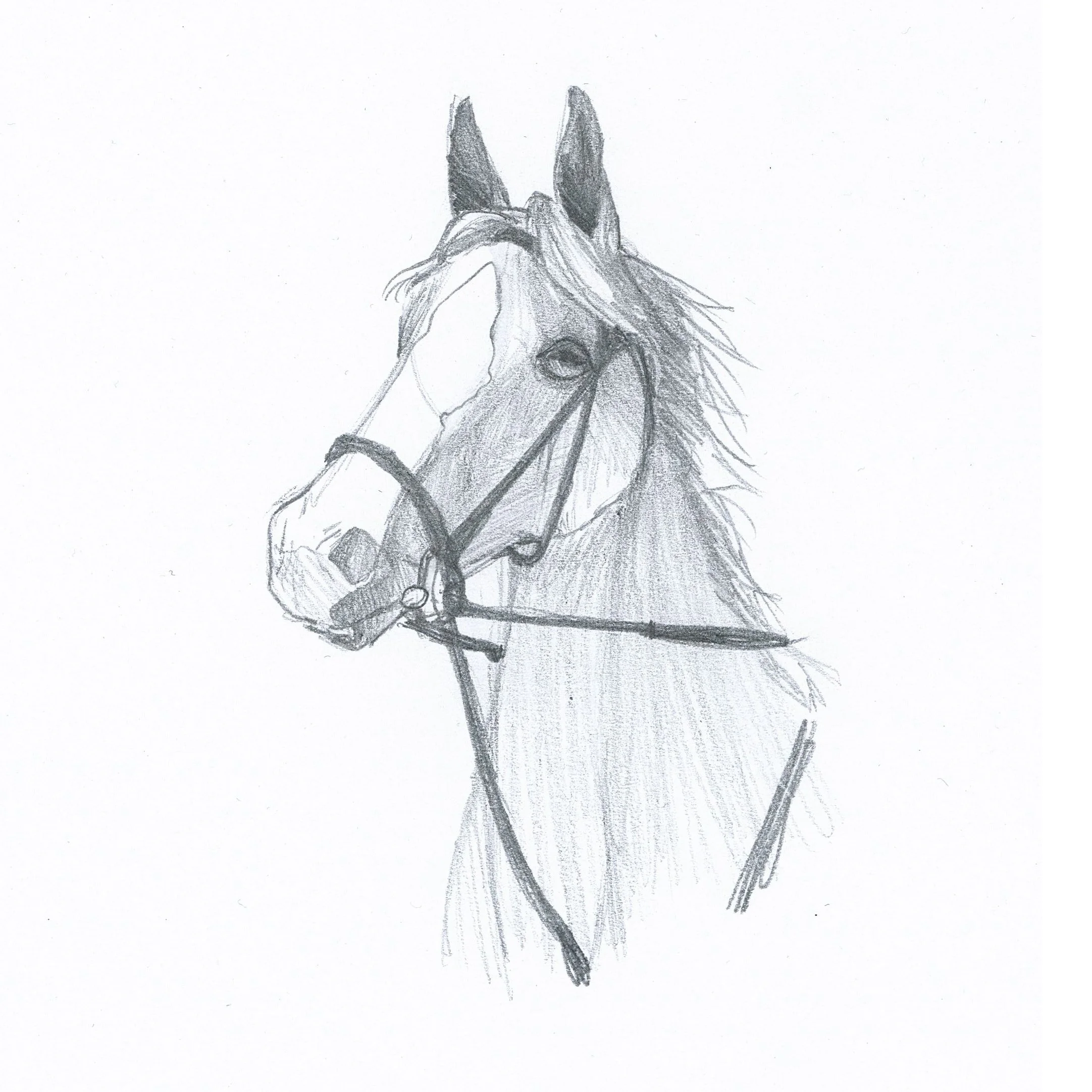 RS_2022_Horses_003_clip_forWeb.jpg