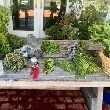 herbs-on-table.jpg