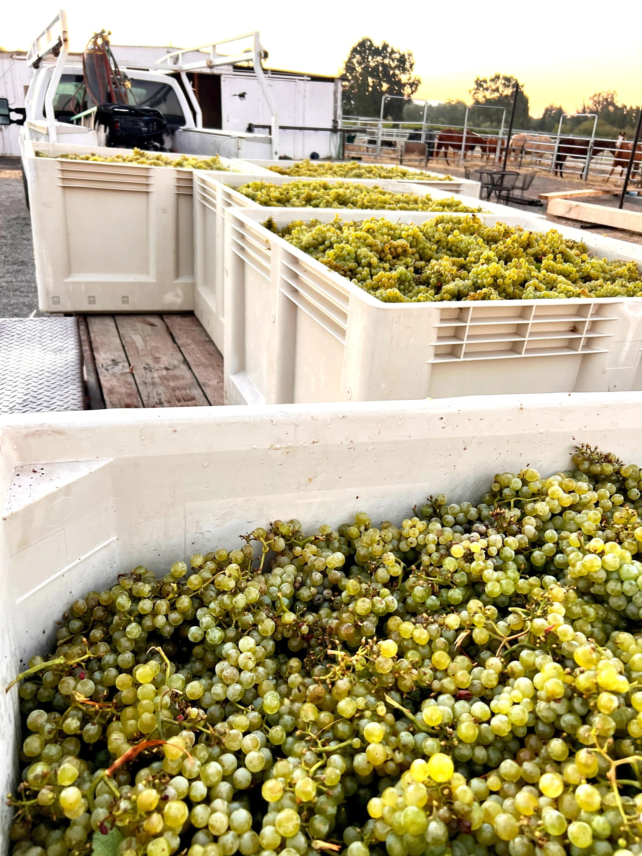 %2724+Chardonnay+Harvest.jpg