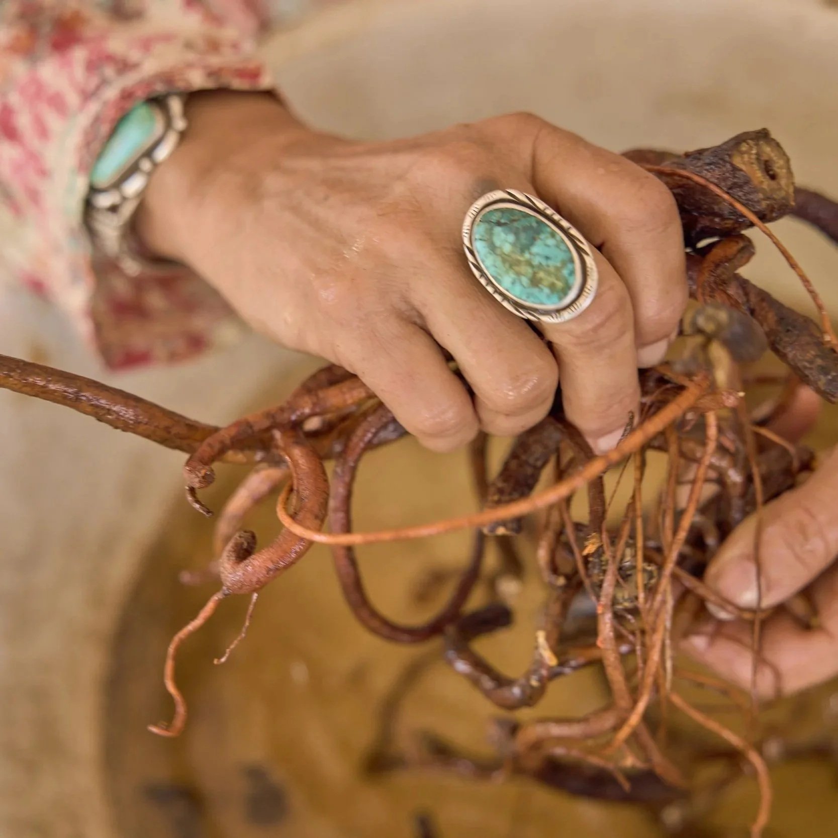 Close-up of hands holding plant roots, adorned with turquoise jewelry.