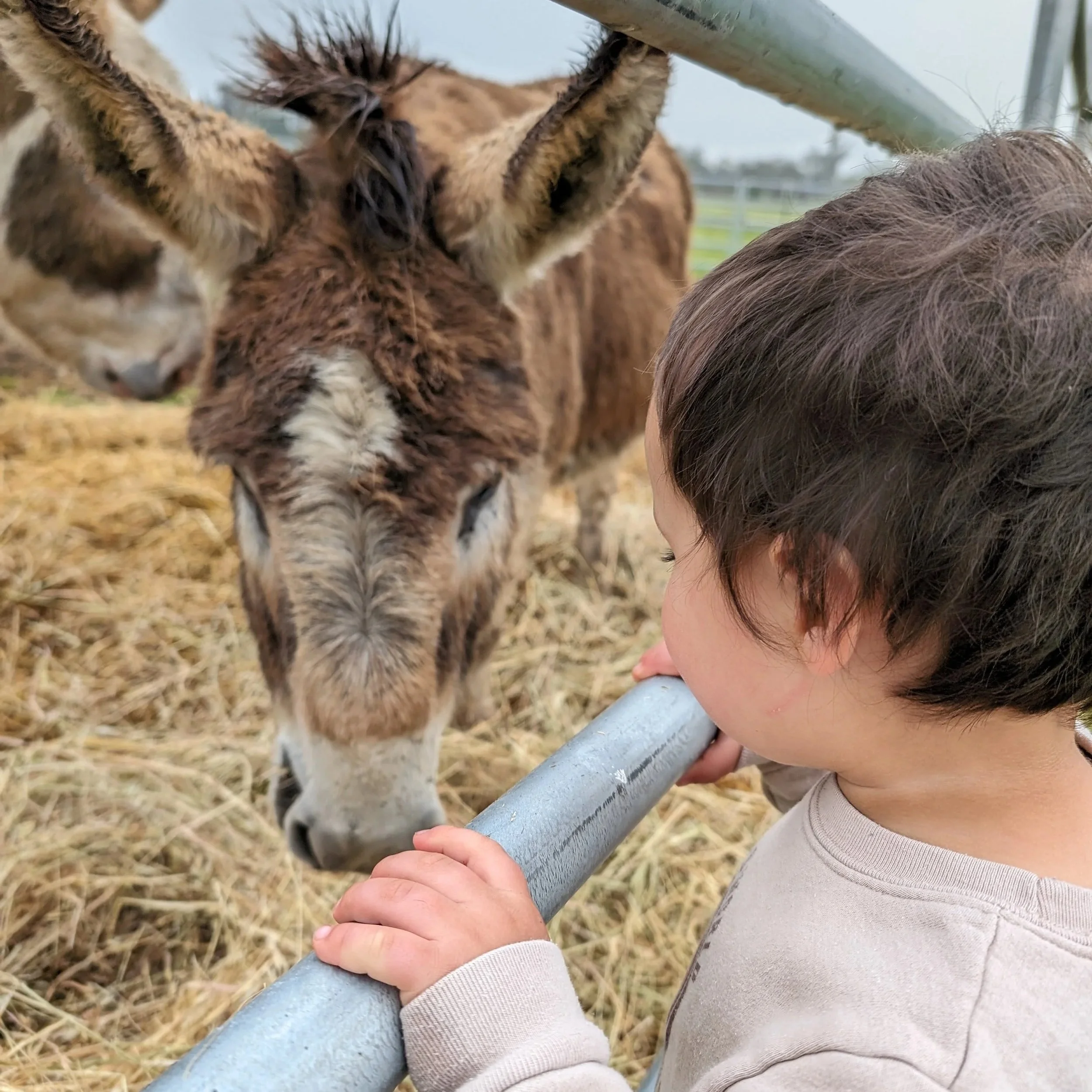 A child looking at a donkey over a metal fence, with hay on the ground.