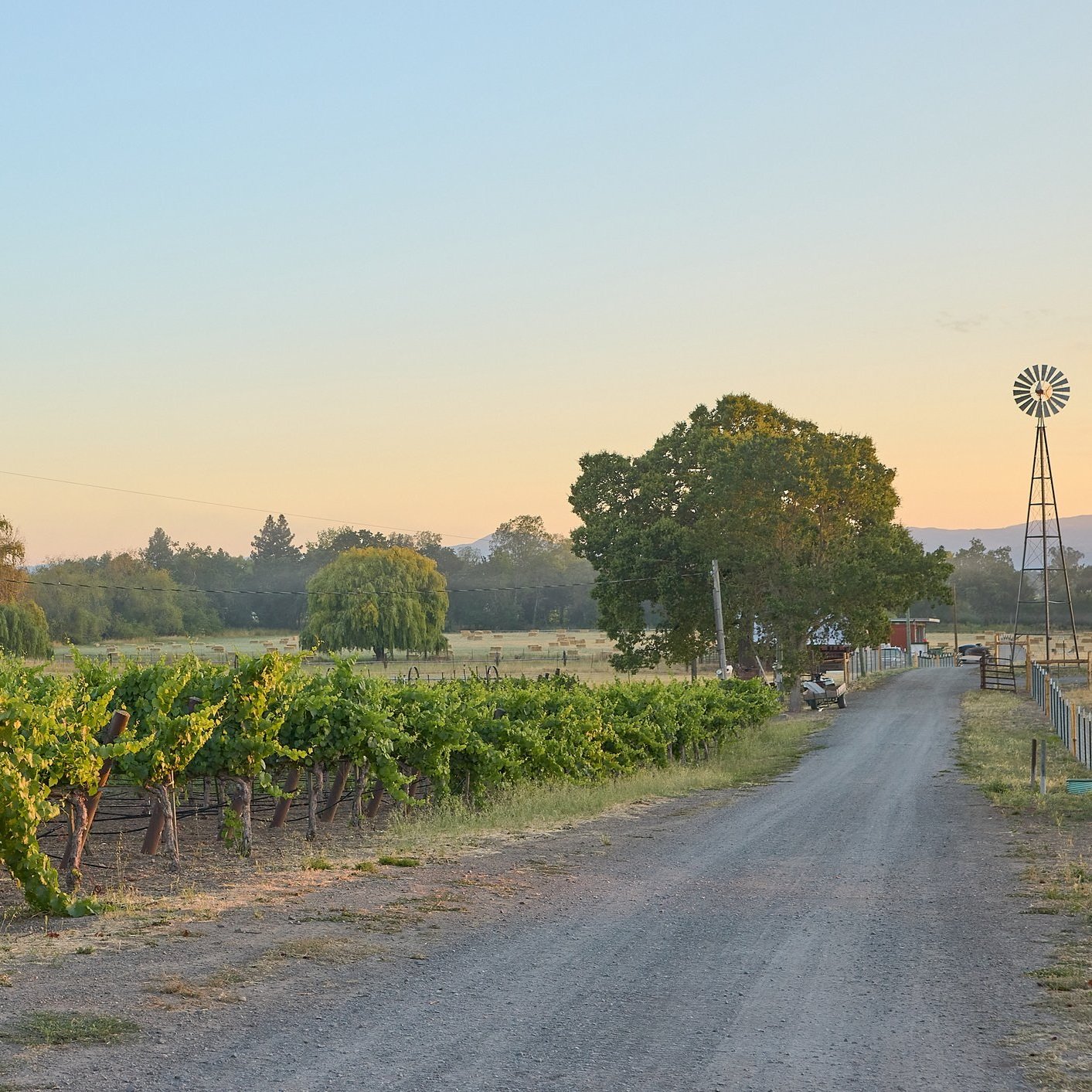 Casari Ranch vineyard road at sunrise