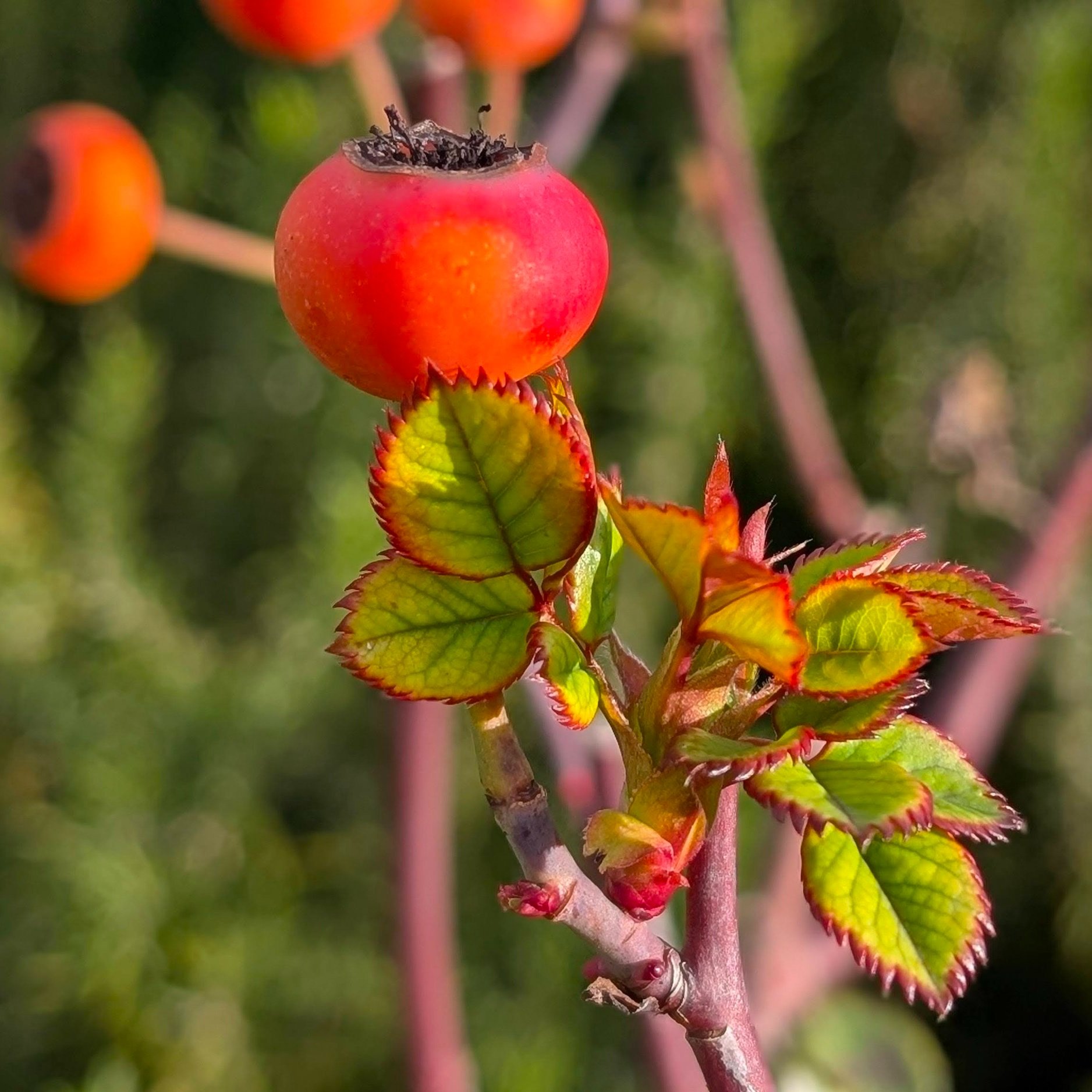 Close up of ripe rose hip and new leaf growth on a rose bush