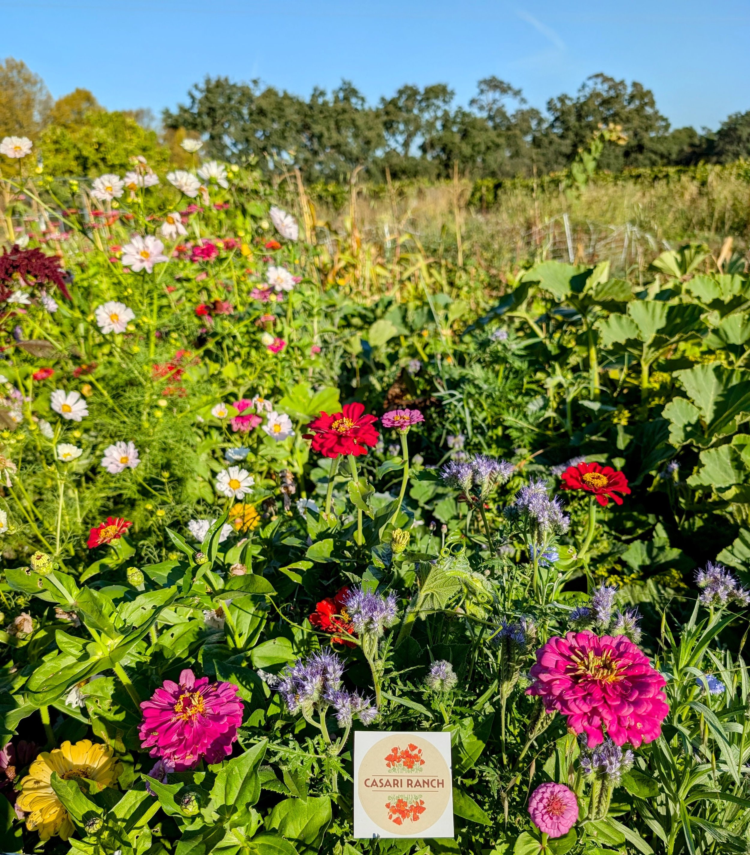 Crop of wildflowers in bloom at Casari Ranch (Copy)