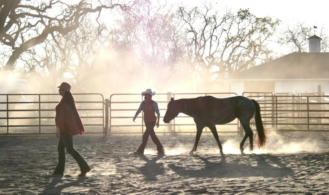 Copy of SkyHorse sunlight and oak banner.jpg