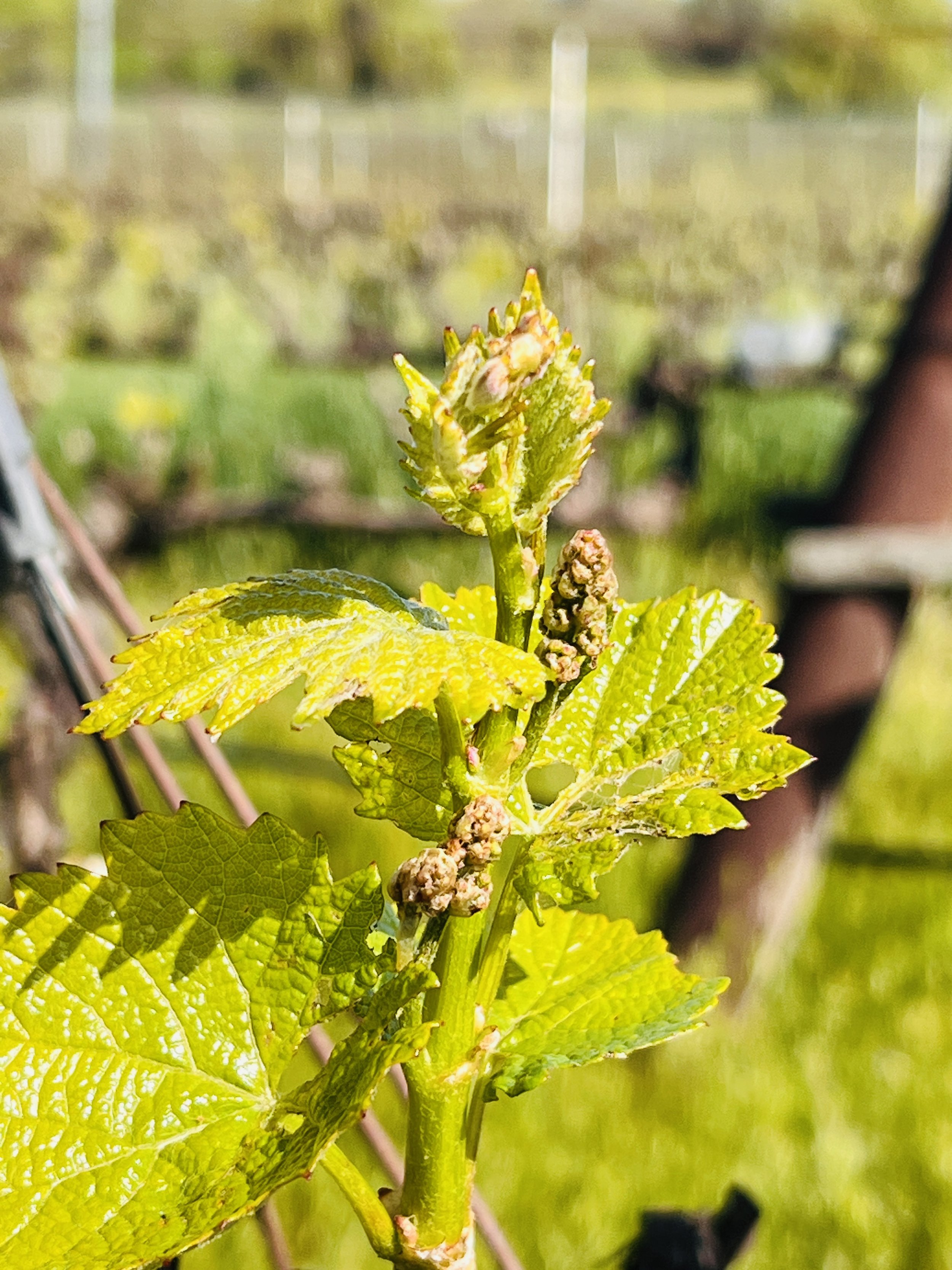 baby-grapes.jpg