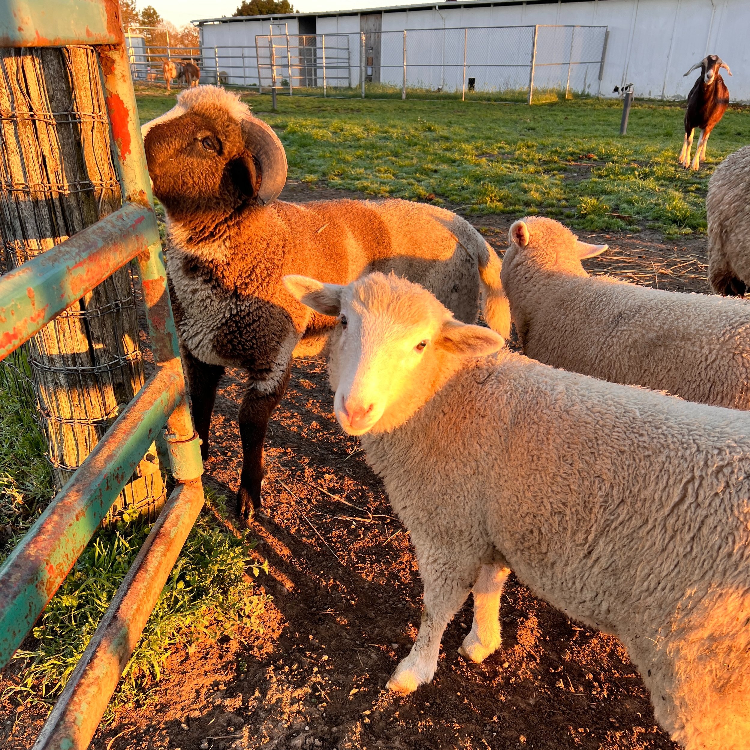 Casari Ranch lambs waiting for breakfast at Casari Ranch