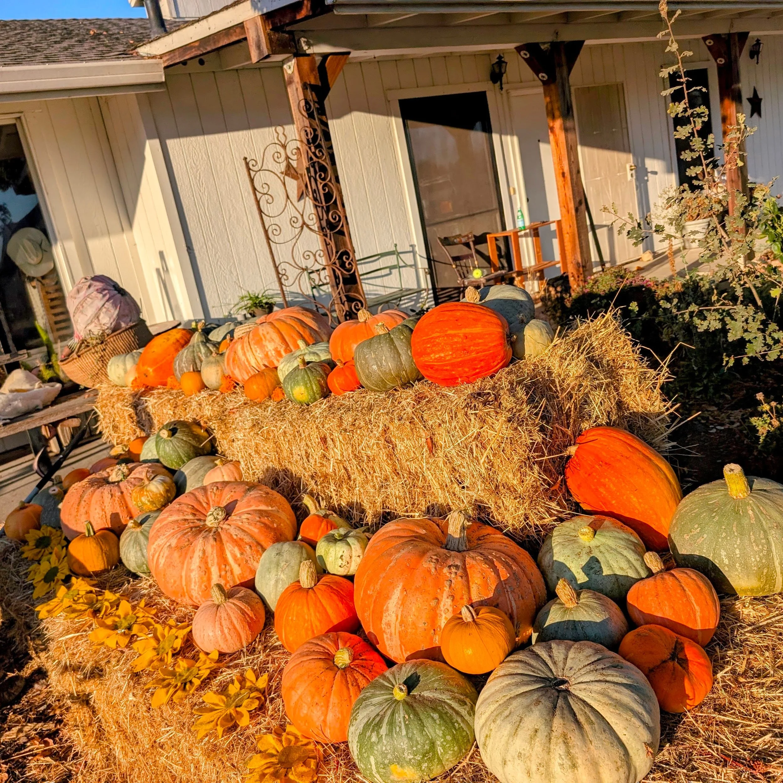 heirloom pumpkins.jpg