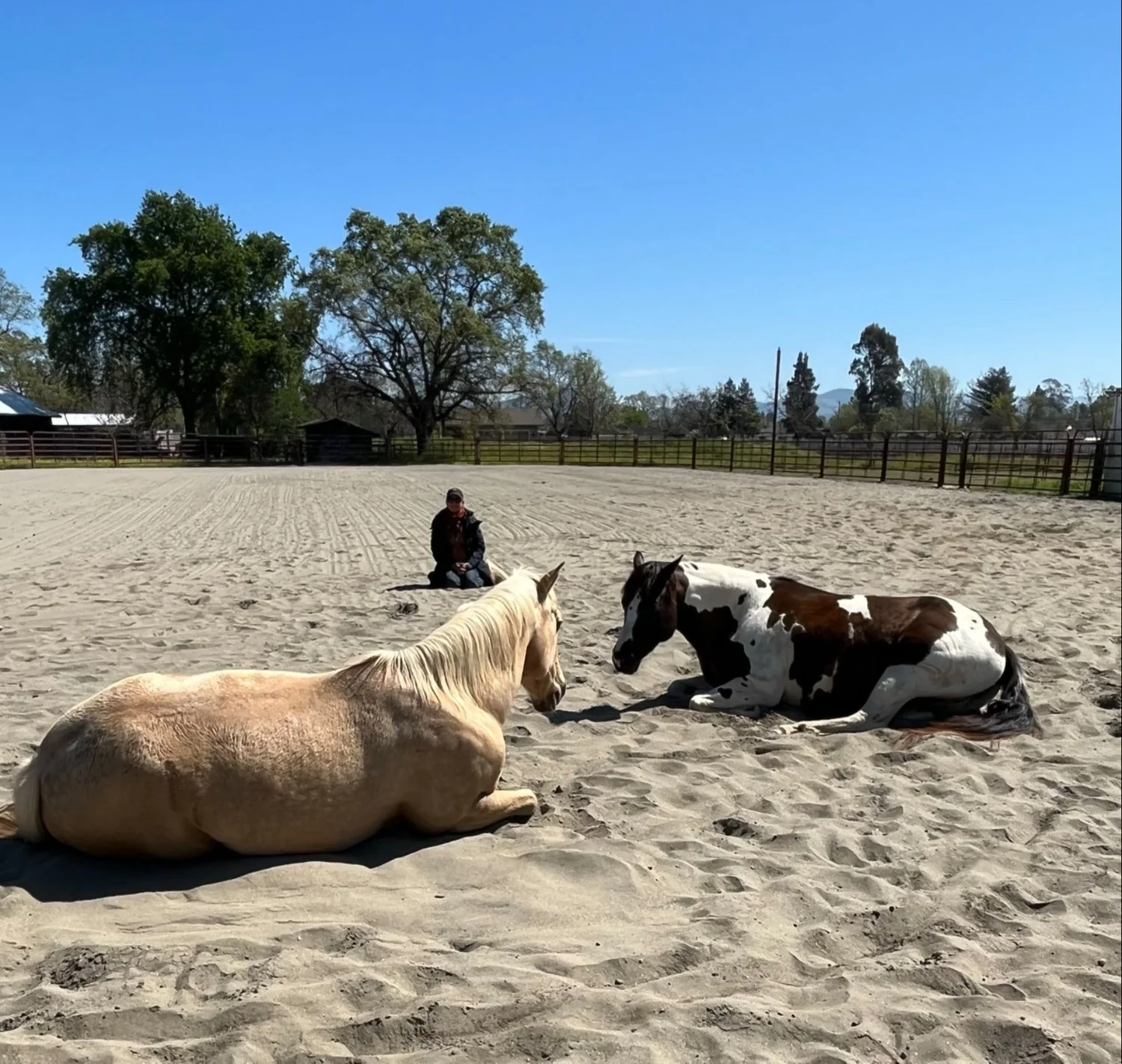 Sitting-With-Horses.jpeg