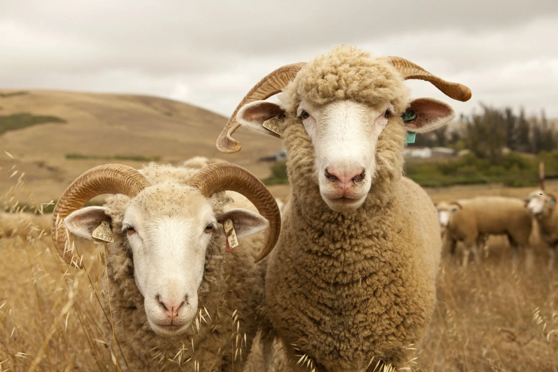SHEEP_8704.jpeg