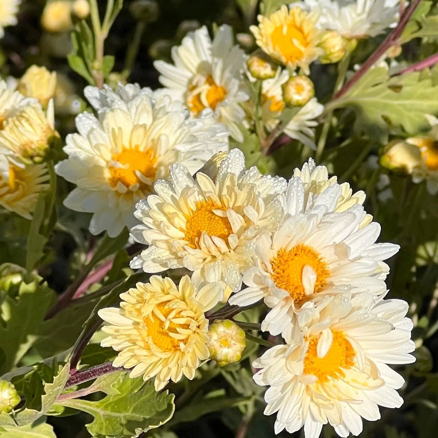 Chrysanthemum flowers are just one of many medicinal herbs we grow