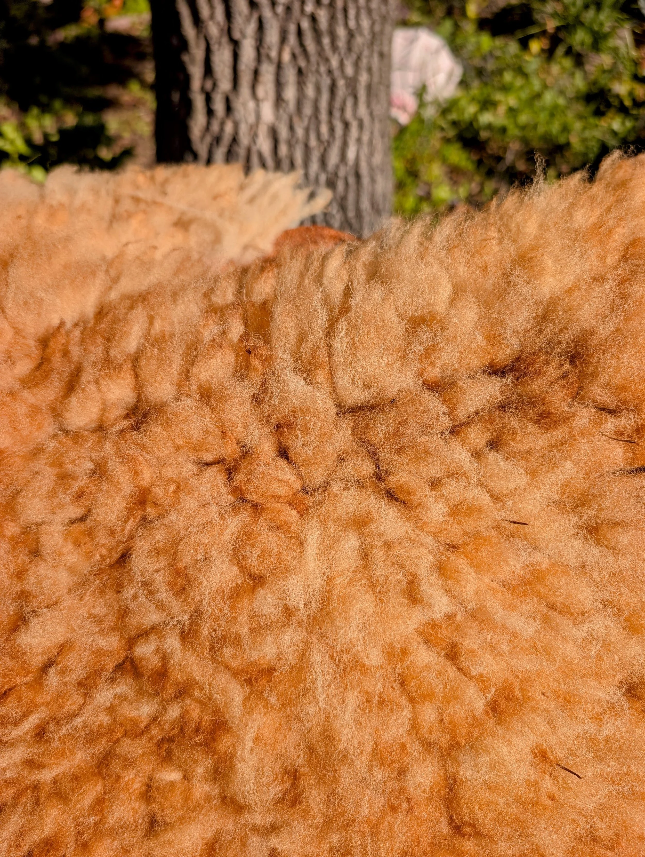 Caramel-Wool-Closeup.jpg