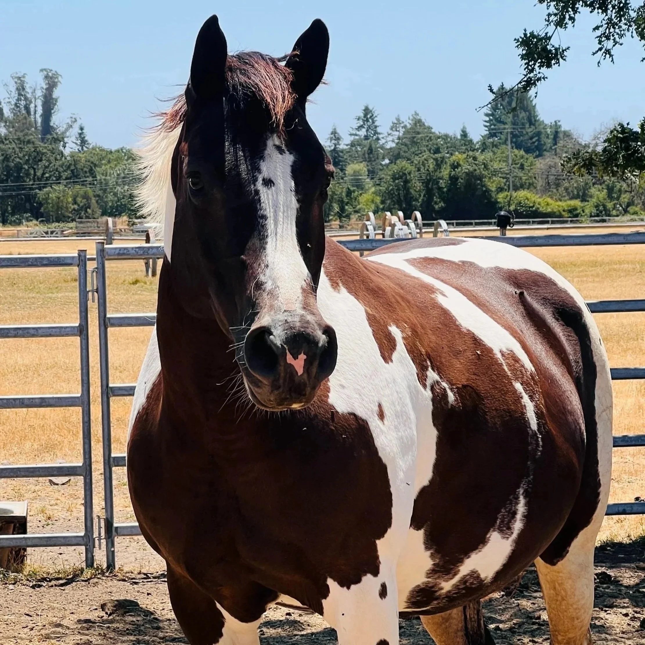Equine Guided Experience-Sept 26 and/or 27, 10-1 pm each day