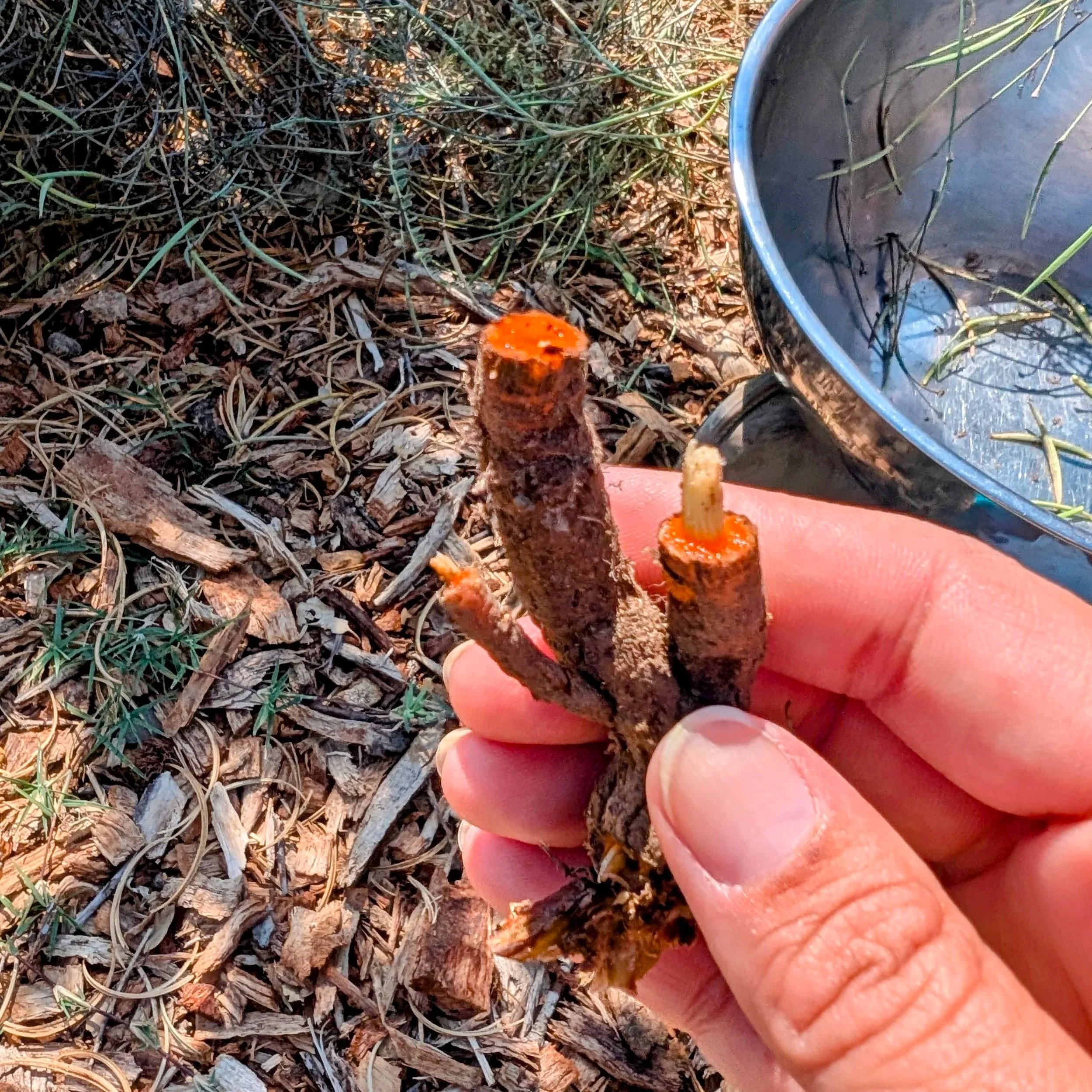 Poppy-Root.jpg (Copy)