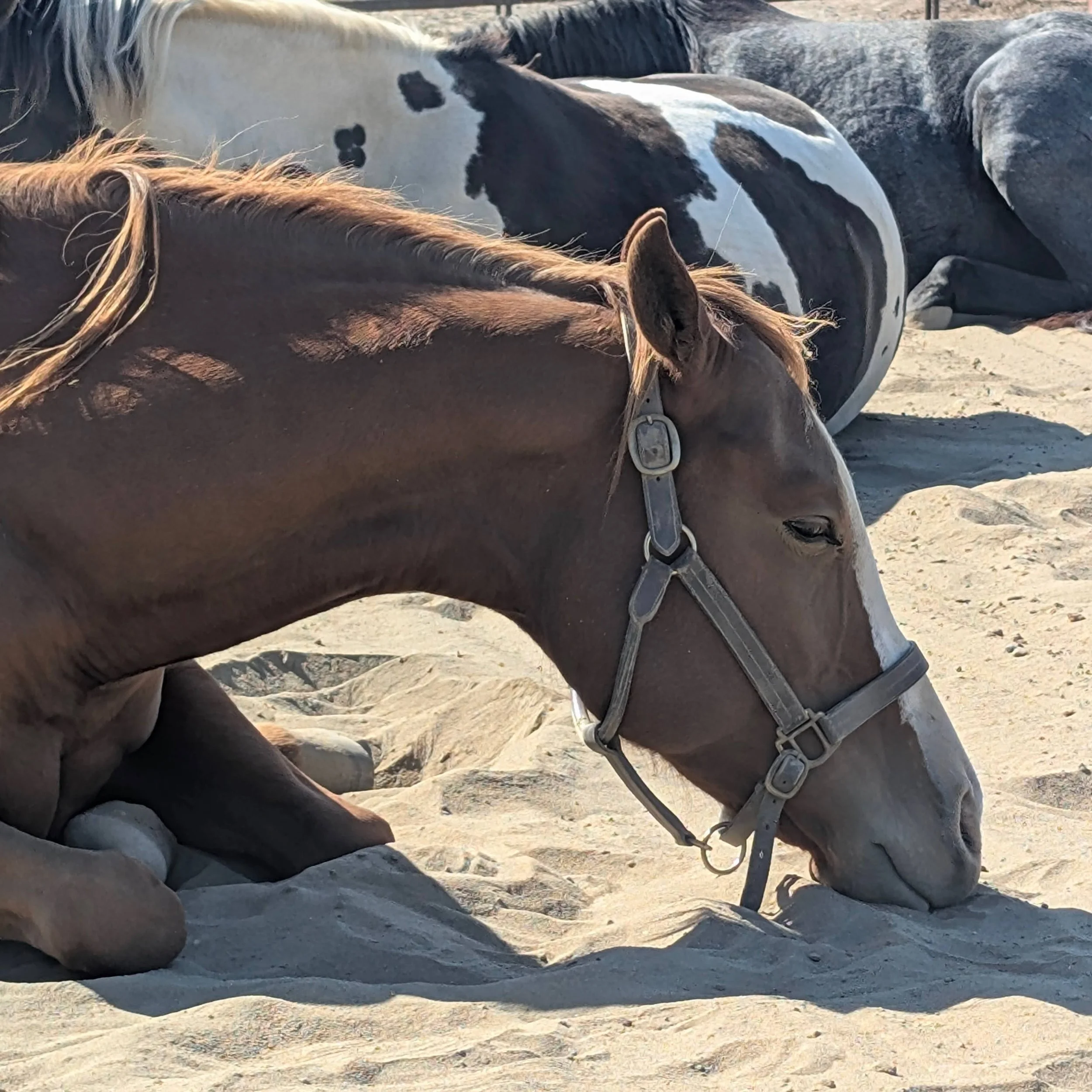 EE'25-Horse-Time-2.jpg (Copy)