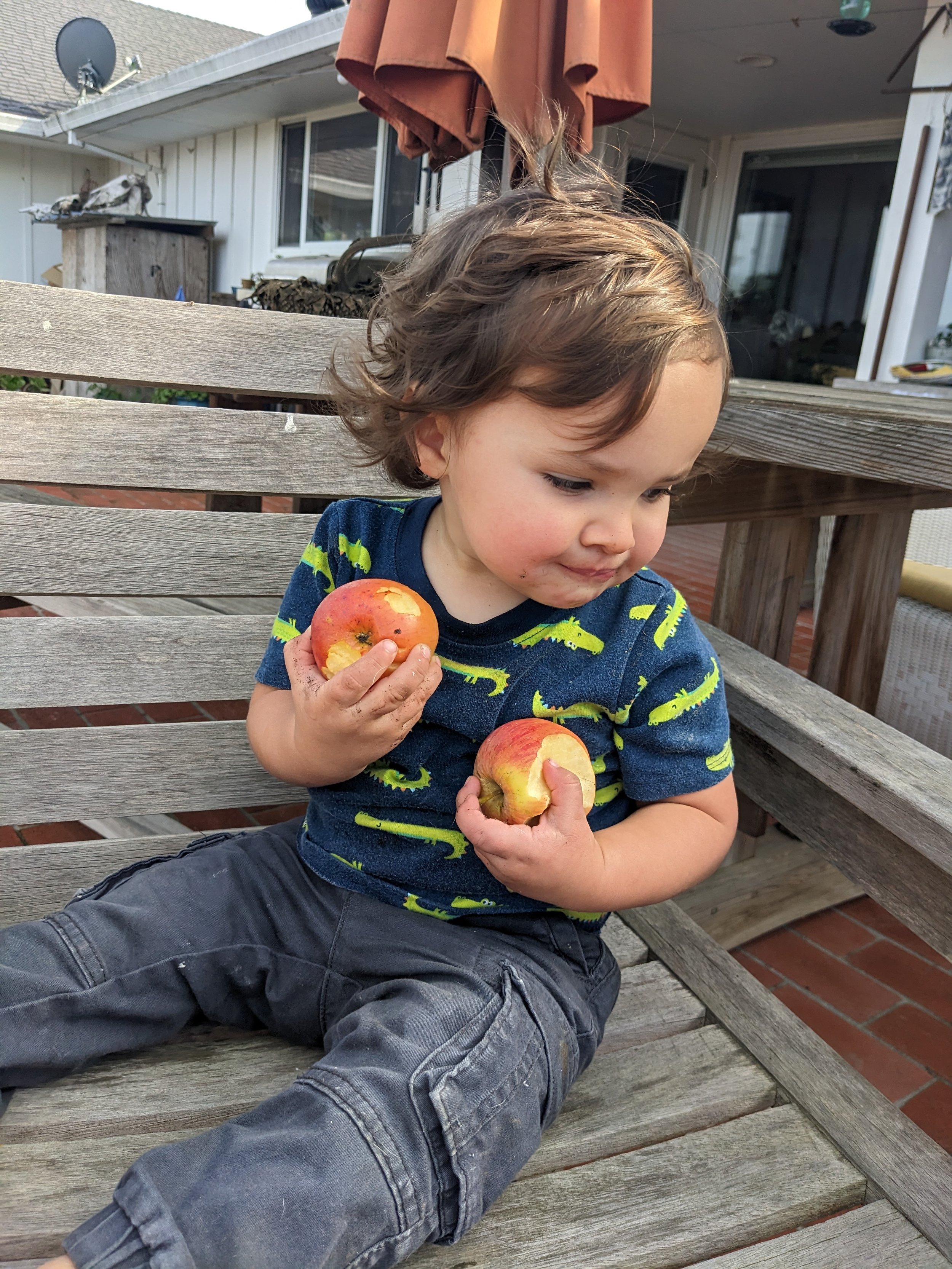 Ariana's two year old grandson eating two apples, one in each hand.