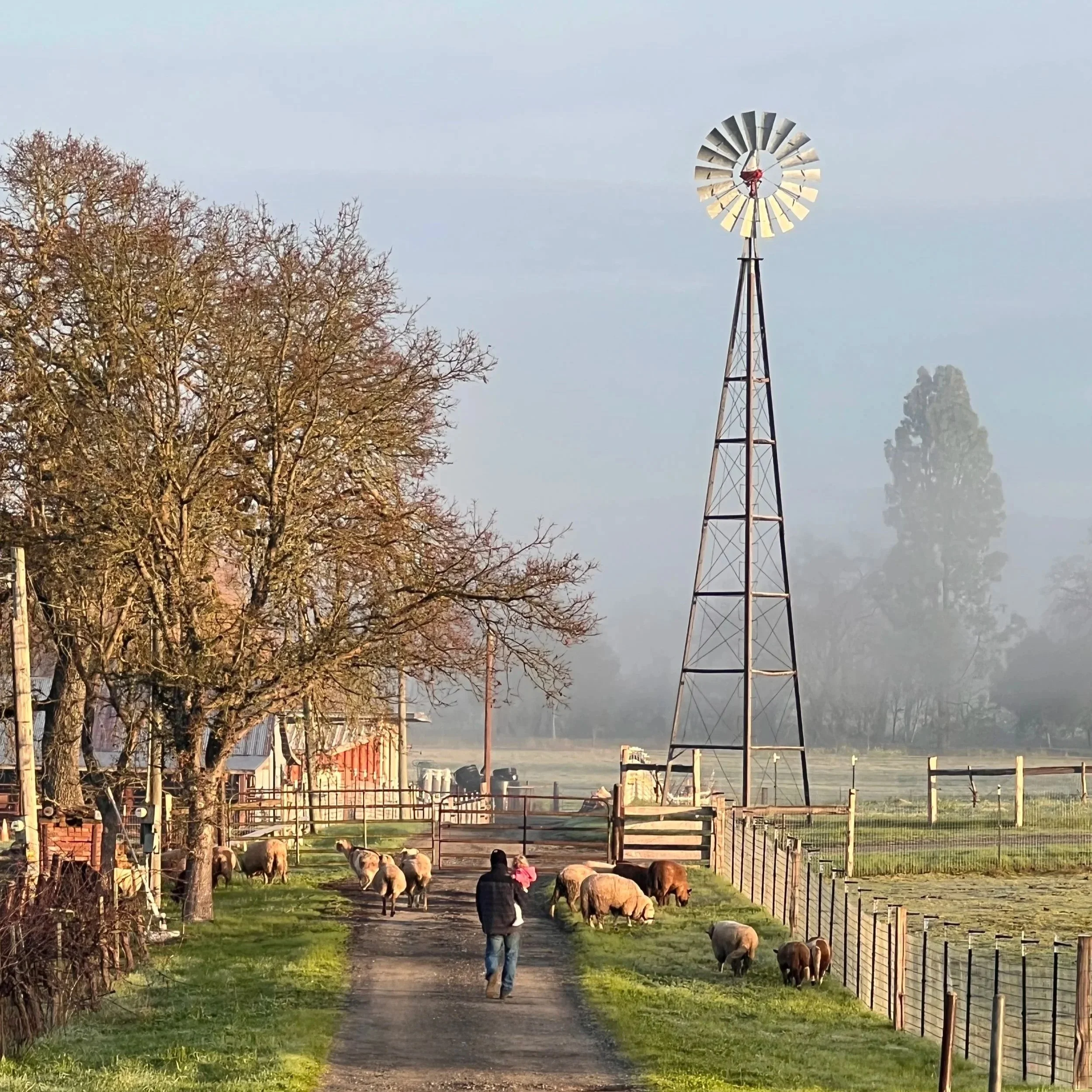 A view of our windmill and Casey walking the sheep to the next field