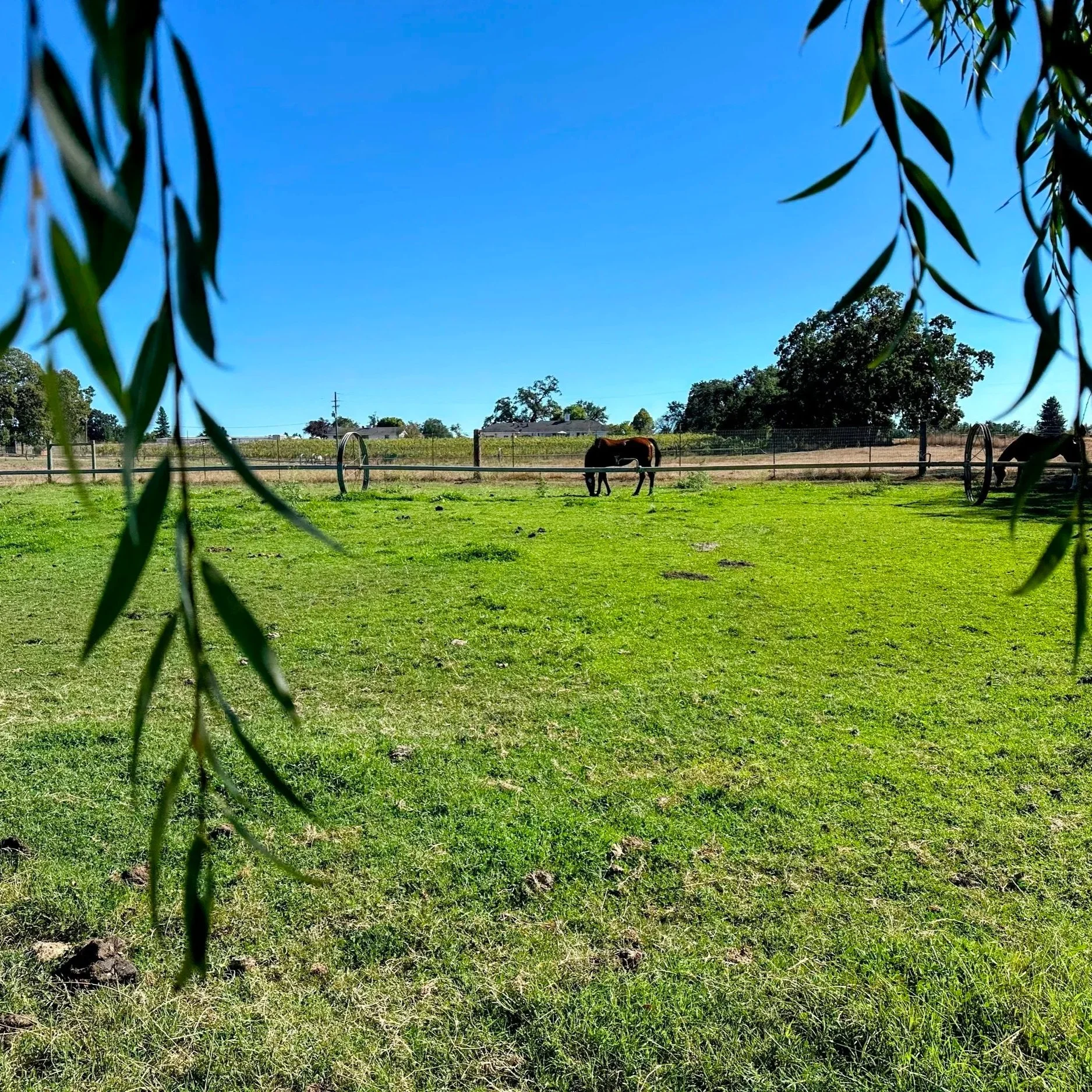 Horse-from-the-willows.jpg (Copy)