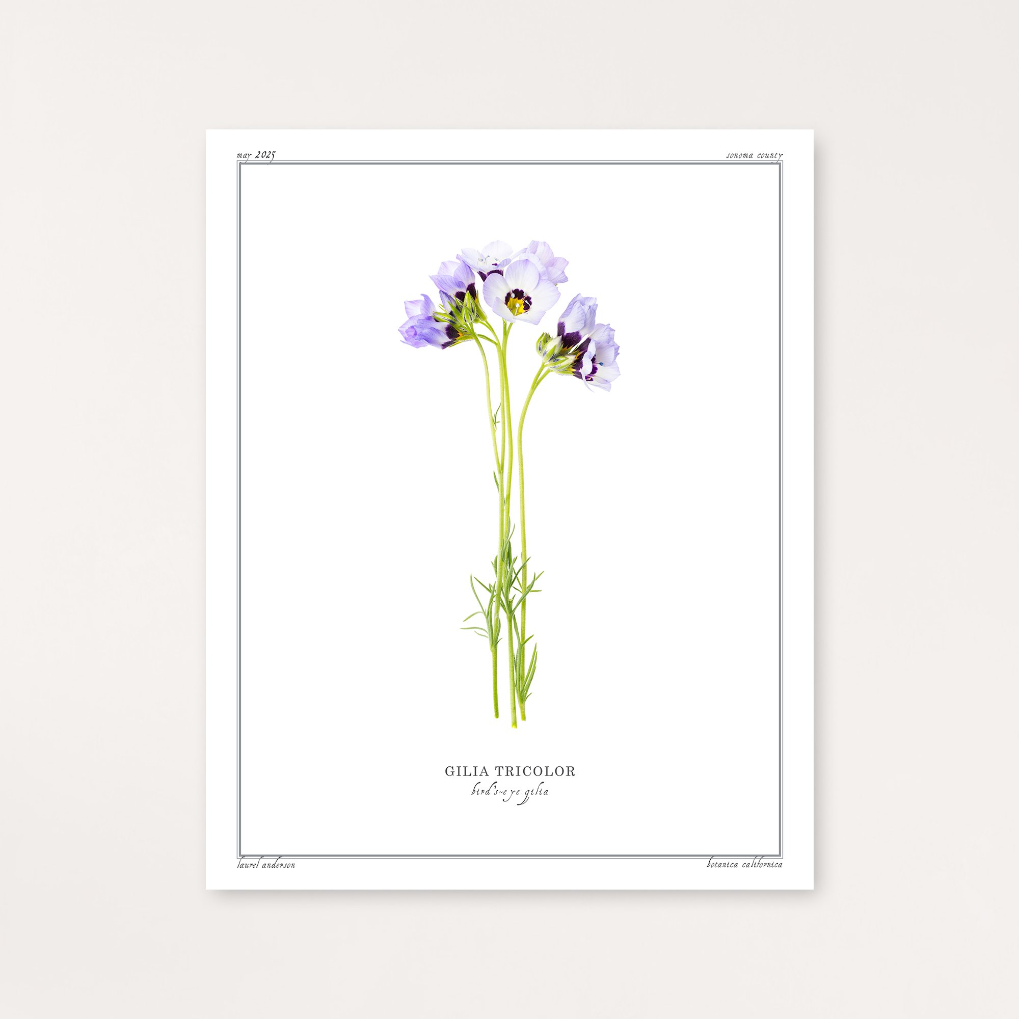 Bird's-eye Gilia