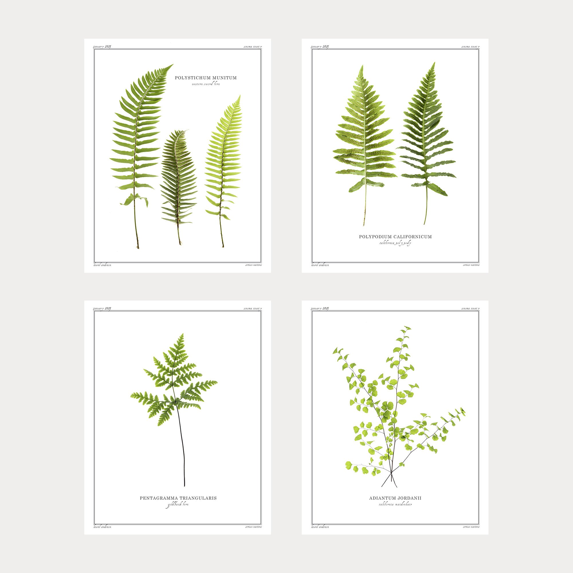 FernGallery.jpg
