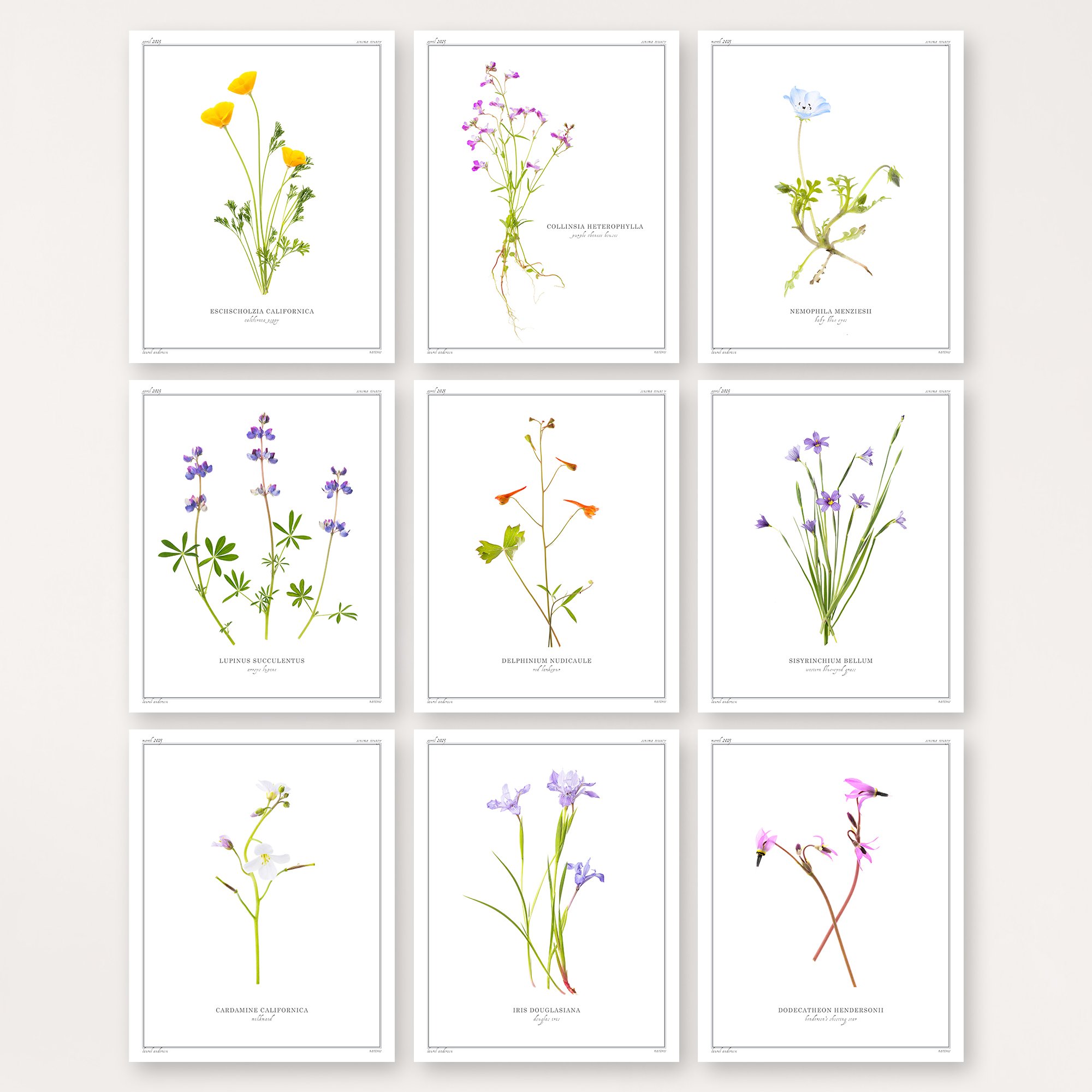 Anderson_Laurel_Wildflowers_9.jpg