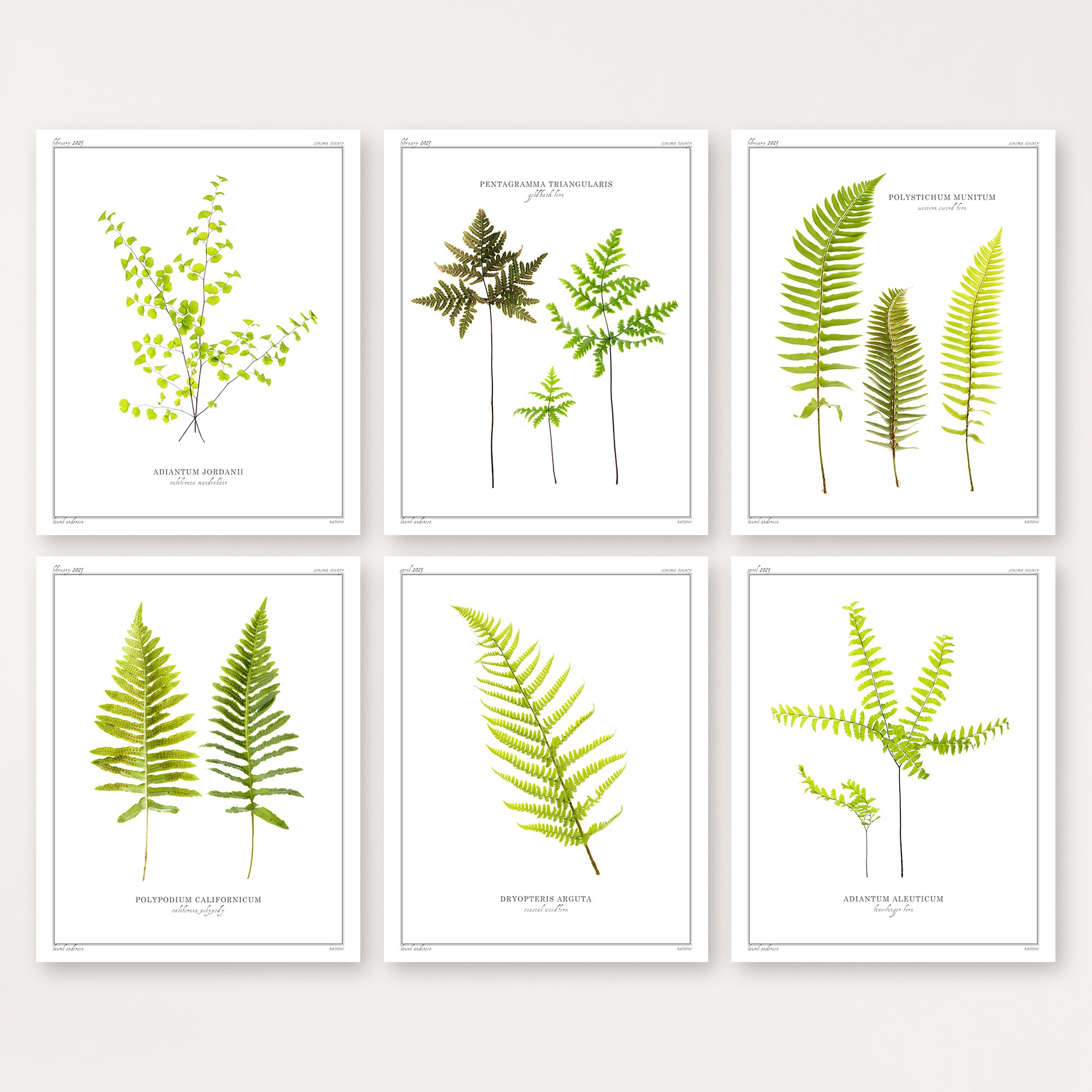 Anderson_Laurel_Natives_Ferns_6.jpg