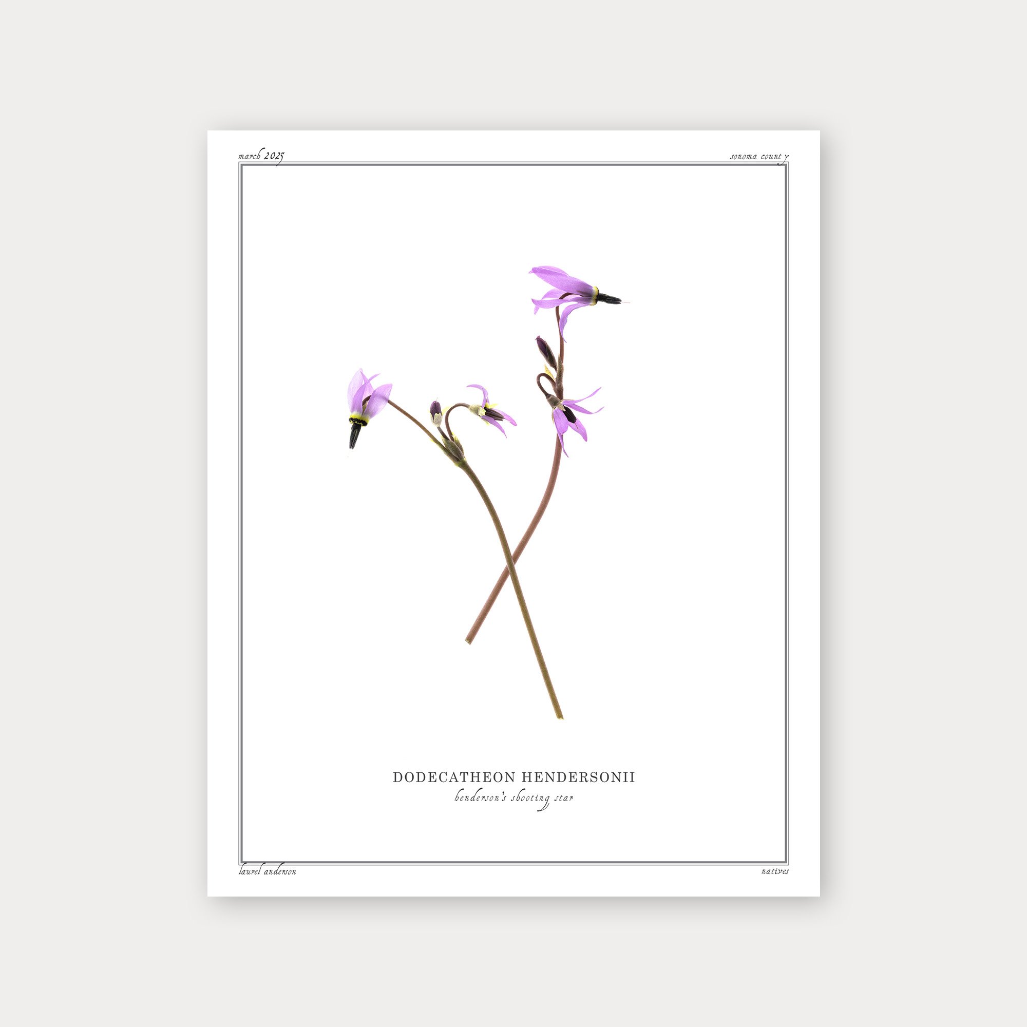 Henderson’s Shooting Star