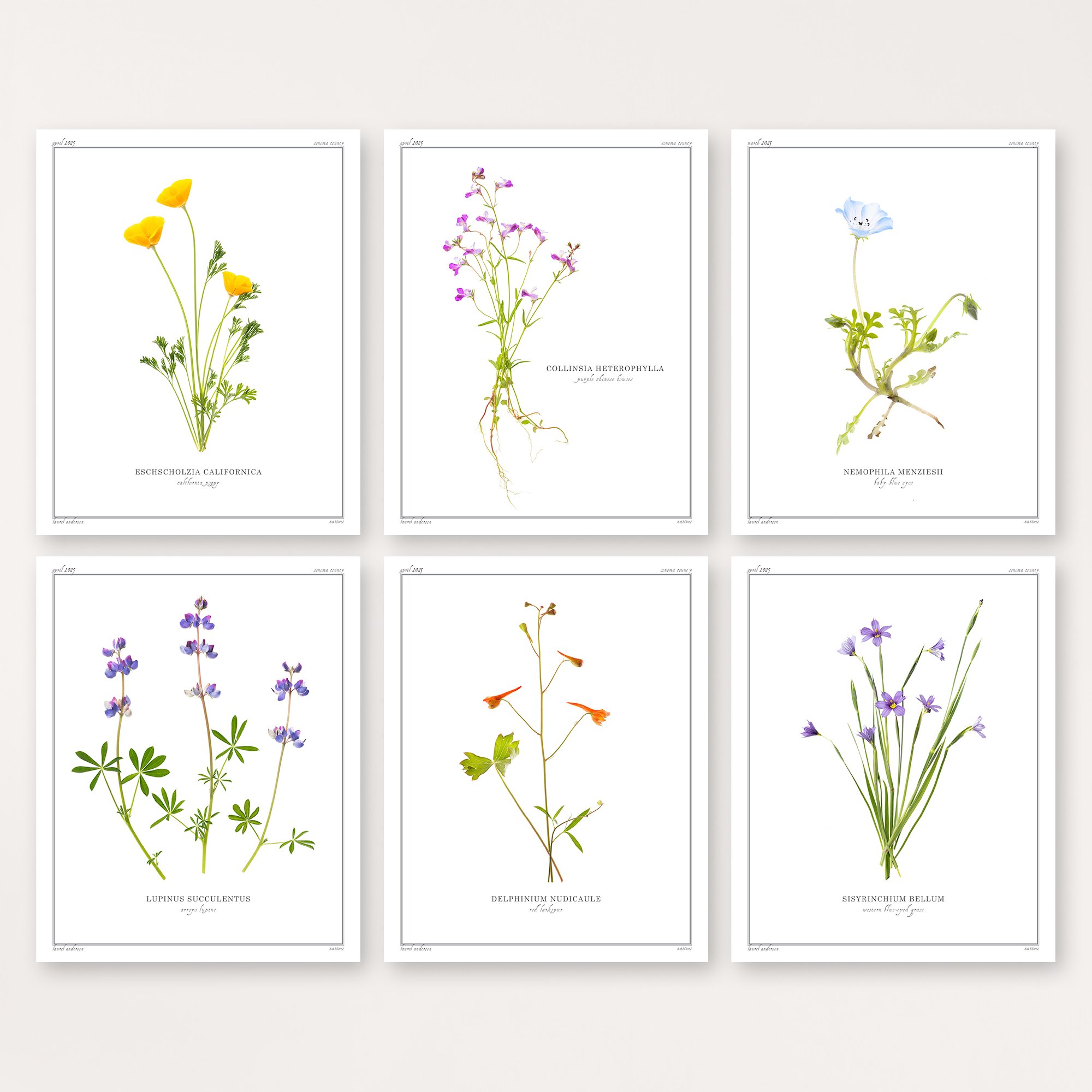 Anderson_Laurel_Wildflowers_6.jpg