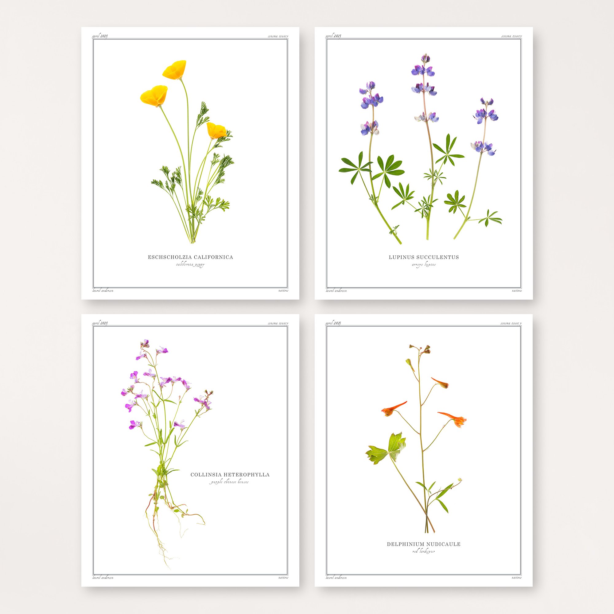 Anderson_Laurel_Wildflowers_4.jpg