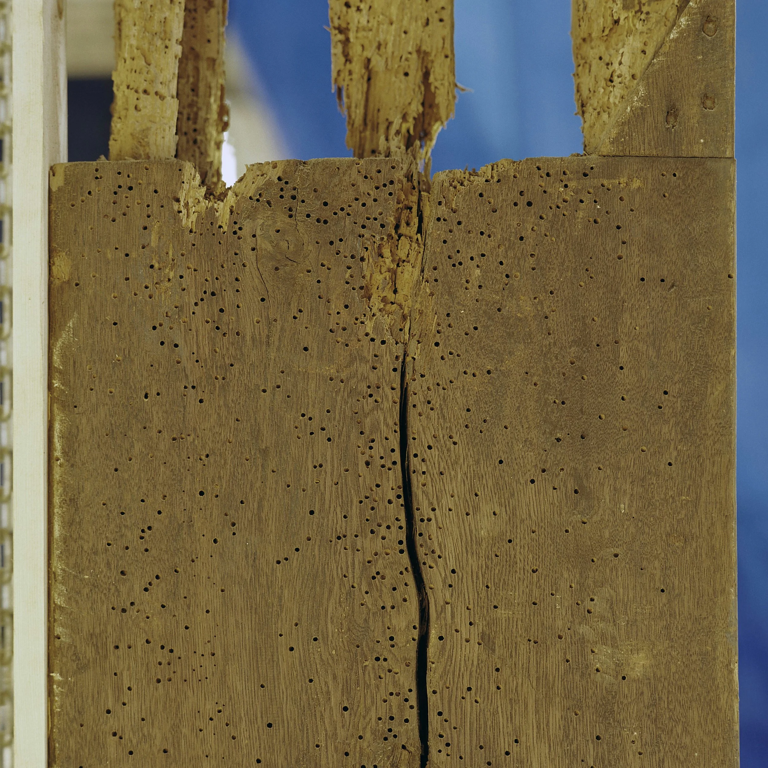 Drawer side with old deathwatch beetle infestation - Image: Rijksdienst voor het Cultureel Erfgoed, licensed under CC BY-SA
