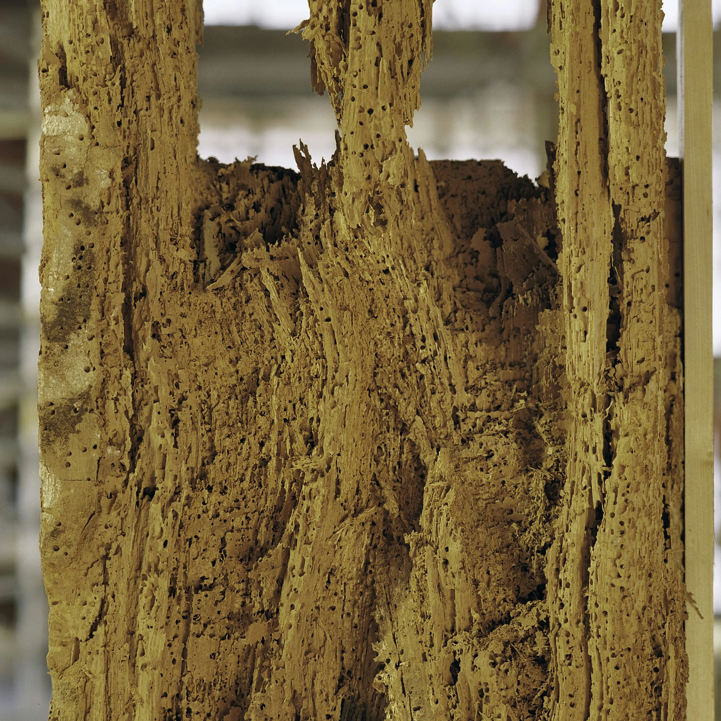 Drawer side, interior. Tunneling has largely destroyed the wood's integrity. - Image: Rijksdienst voor het Cultureel Erfgoed, licensed under CC BY-SA