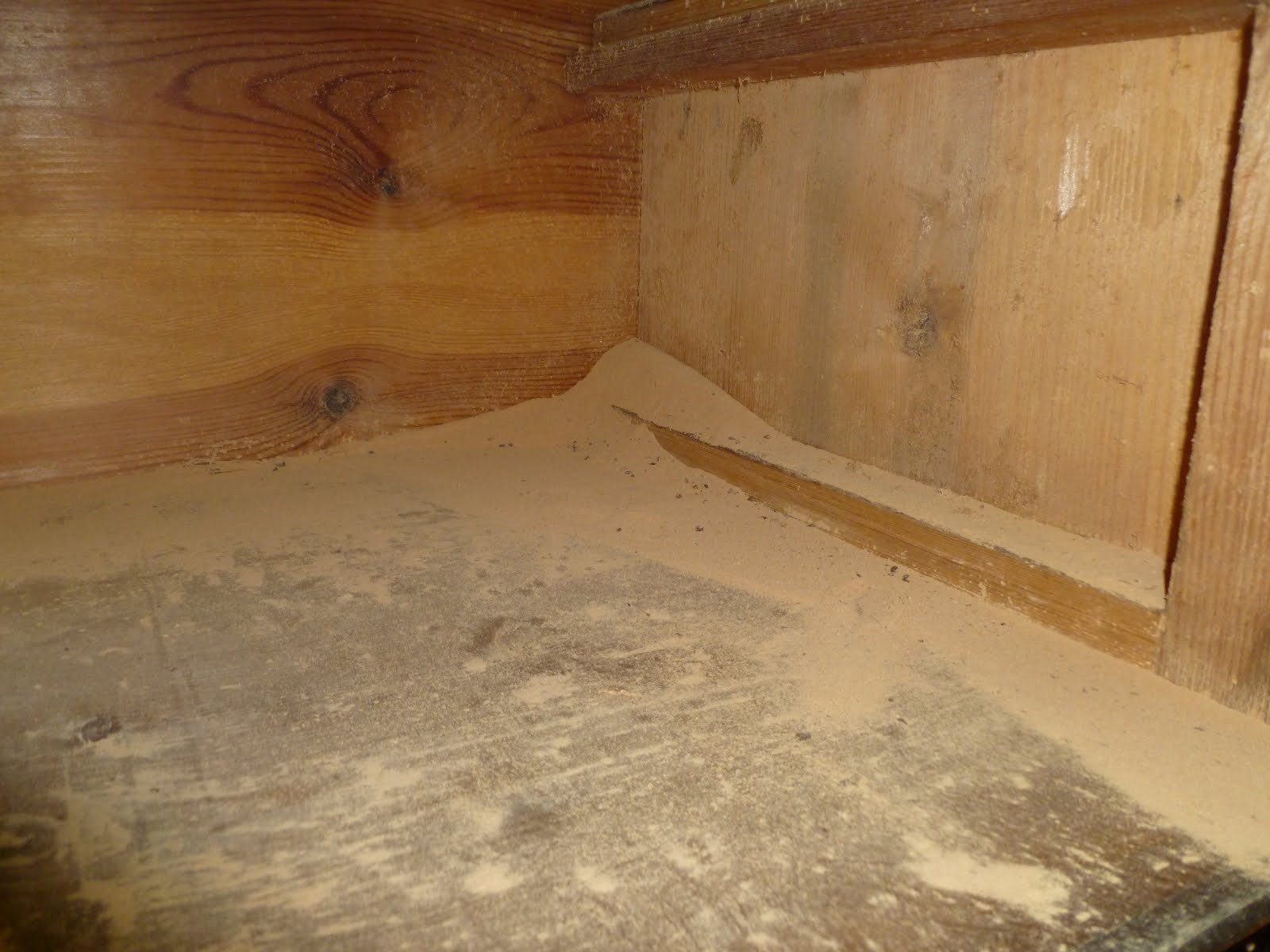 Frass piles beneath fresh holes confirm this is an active infestation. This picture shows an extremly active and destroying infestation