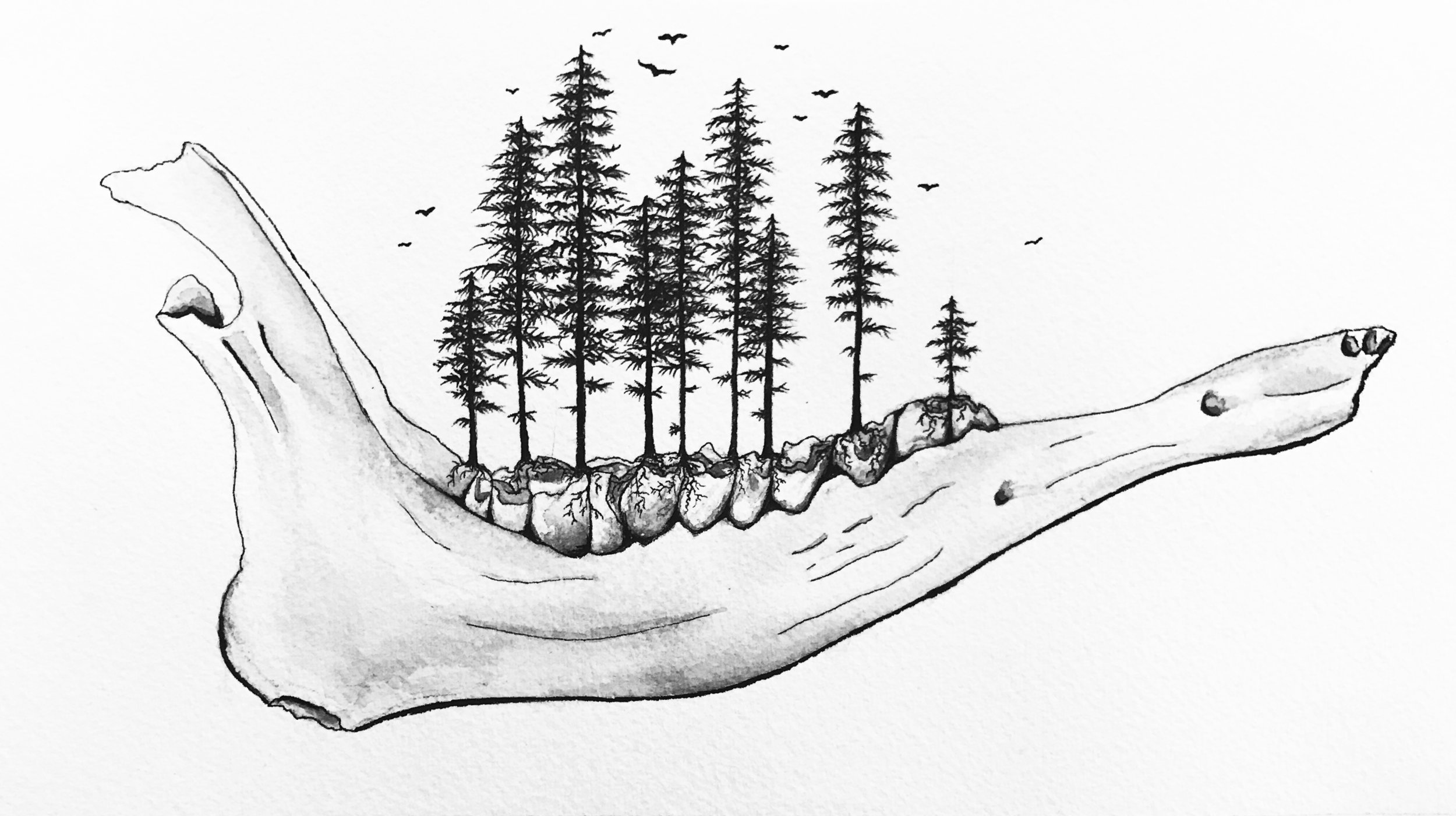 ForestGrowth.jpeg