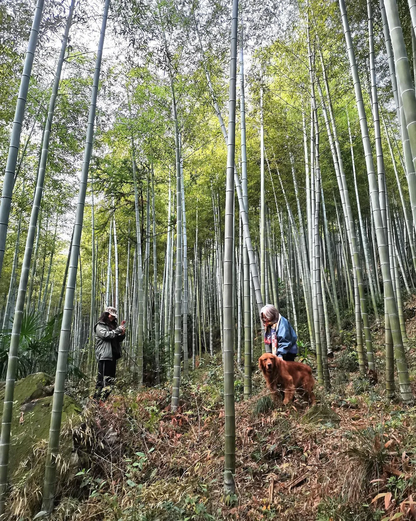 12/12/23 update: we are almost all travelled out. 

We just came back from a good ol&rsquo; Chinese gathering and drank a fair bit of白酒🍶 so we are two tomatoes at the moment with Asian flush hitting us hard. Yin and Yang is also at its peak right no