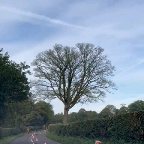 Removing this roadside sycamore in Staffordshire on Monday. Tree was flagged in a report we commissioned for a local estate as in poor condition.
.
.
.
.
#treework #staffordshire #traffic #roadside #trees #treesurgery #shropshire #cheshire #northwale